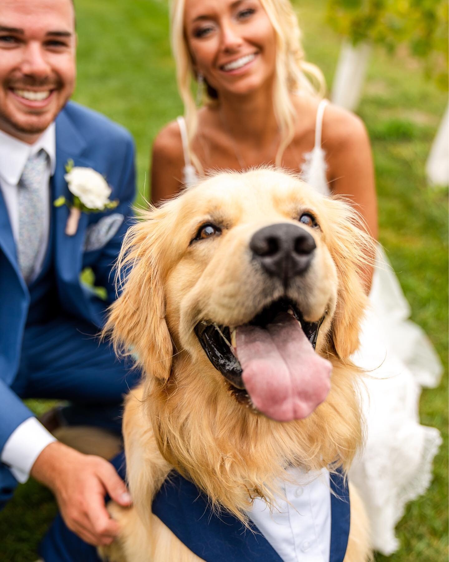 Let&rsquo;s all have another round of a-paws for the bride and groom 🐾🦴
@jeannie_avon @jacob_forman 

Shout out to @smile_n_wag for managing the 🐶 model like PROS from start to finish. Let&rsquo;s be honest&hellip; wedding days can be a little hec