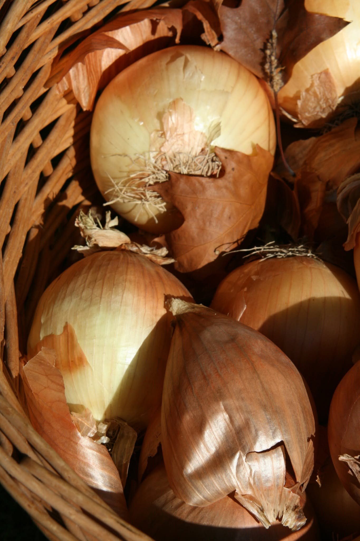 onions.jpg