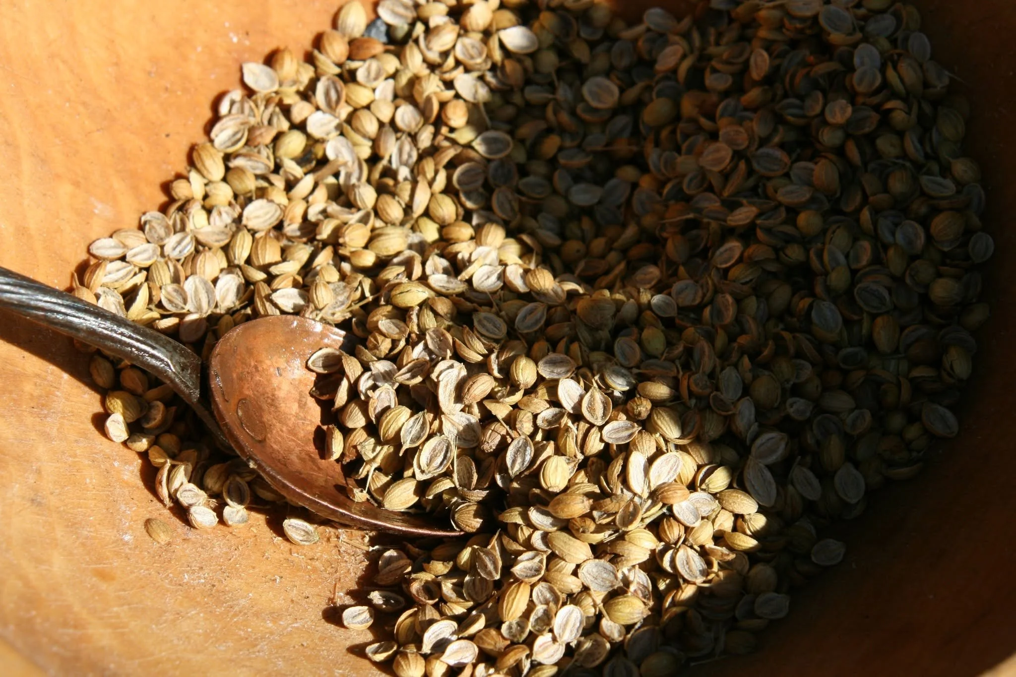 Toasted coriander seed