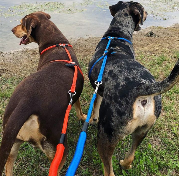 No-Pull Harness for Large Breeds