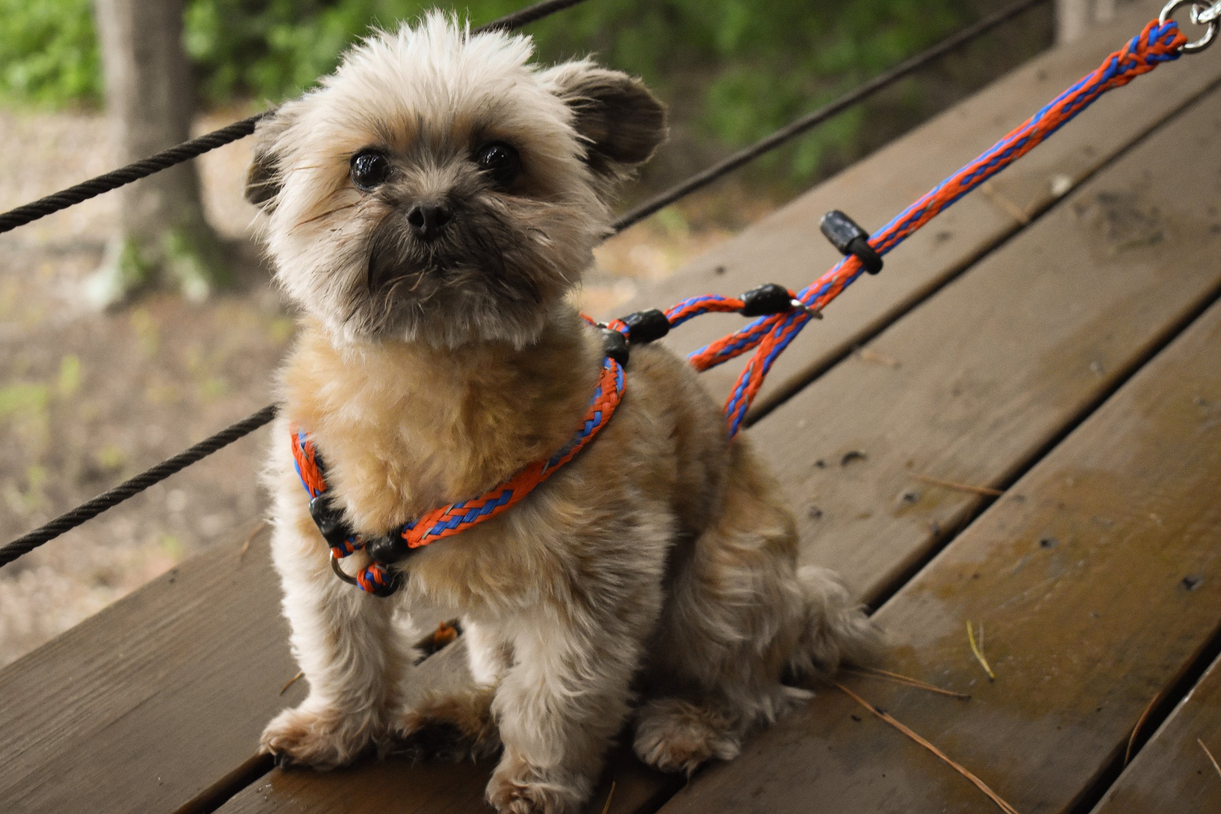 No-Pull Harness for Small Breeds