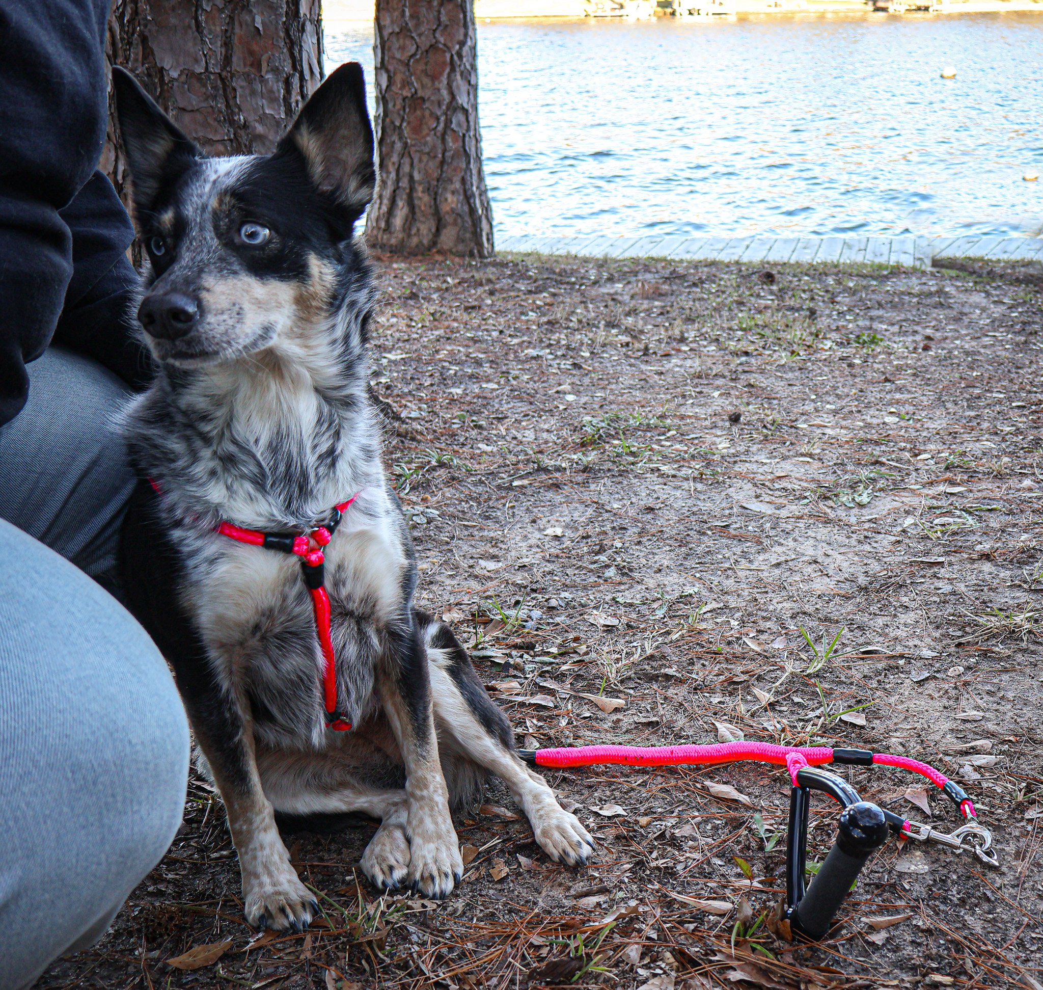 No-Pull Harness for Medium Breeds