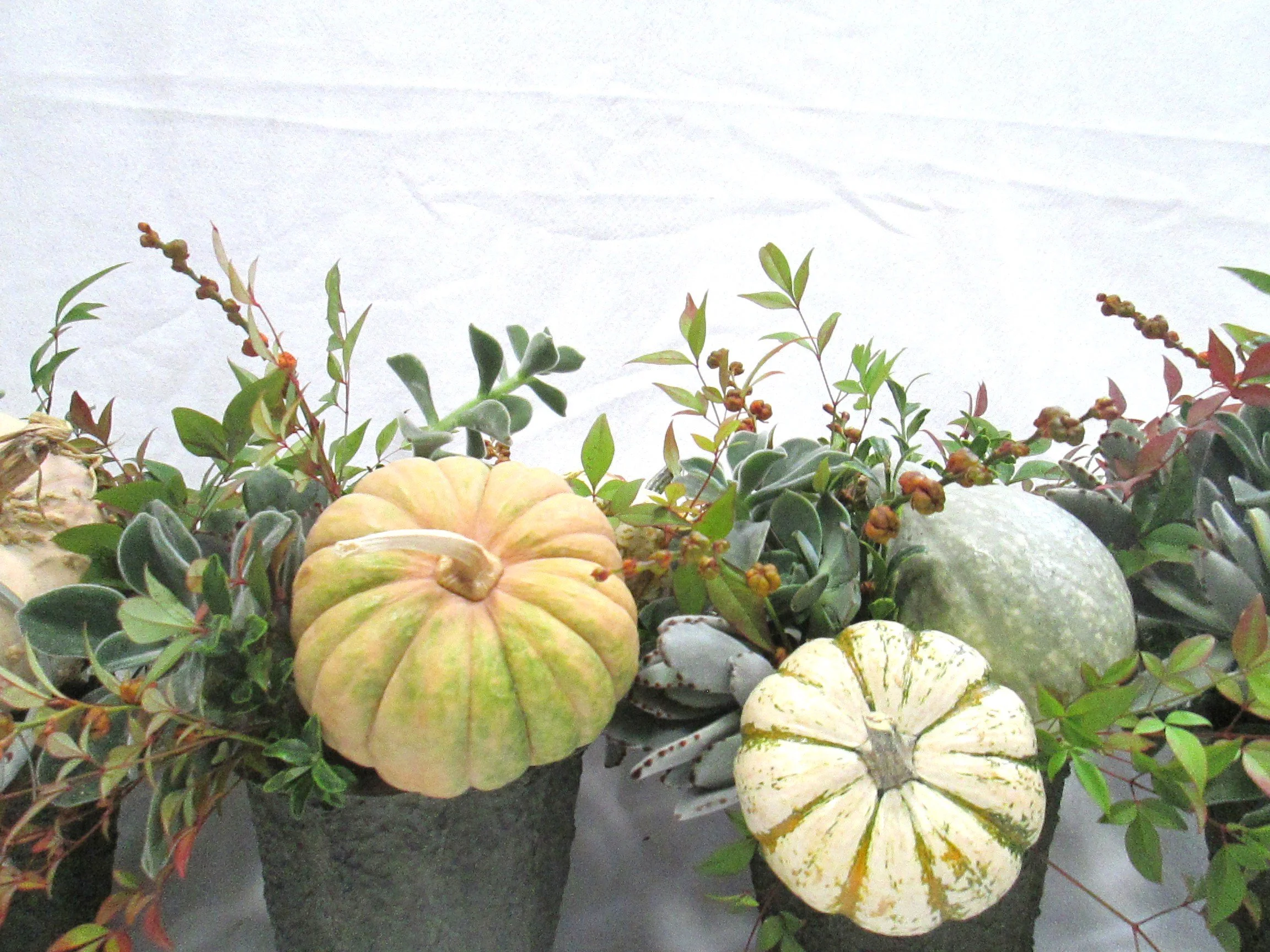 airplant pumpkin harvest crop 2.JPG