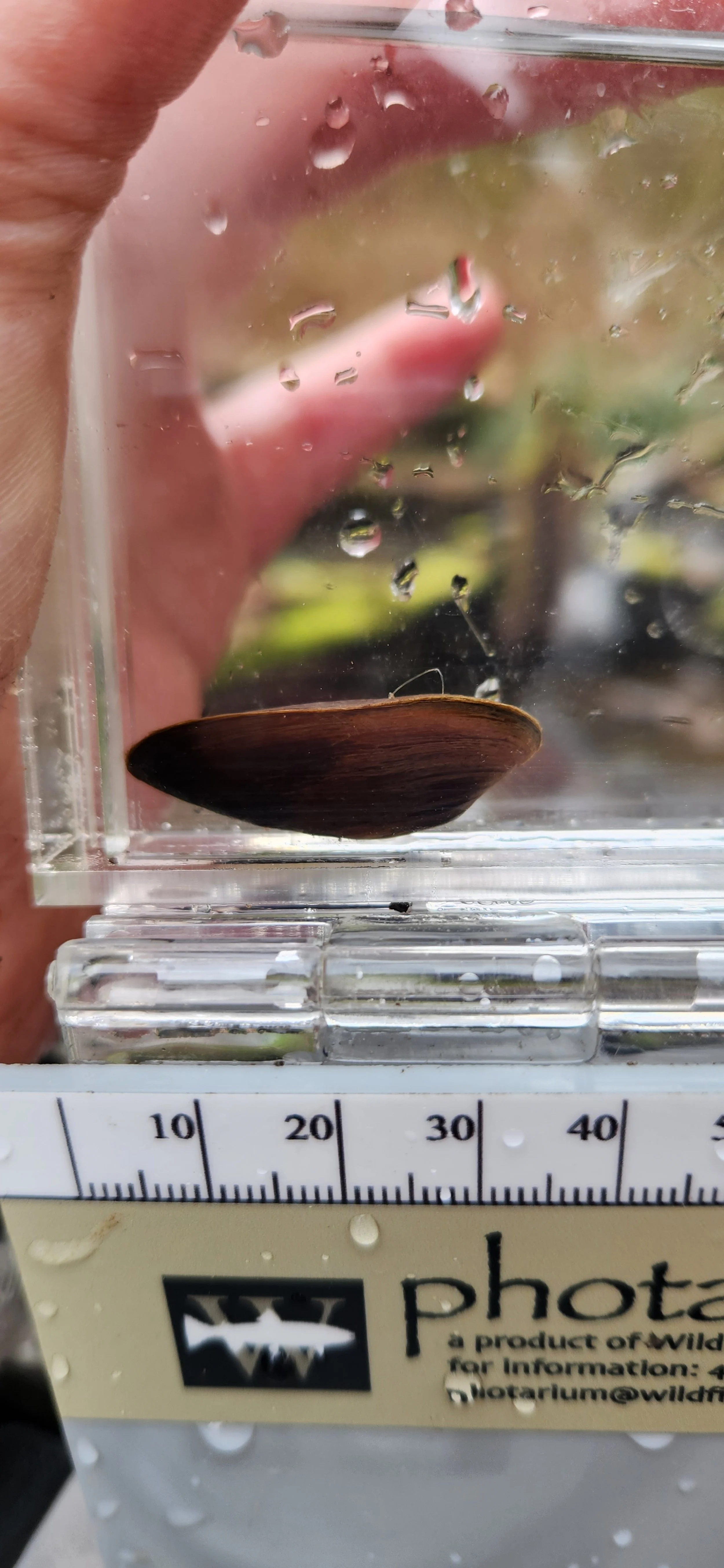 Mussels — Swamp Rose Ecology