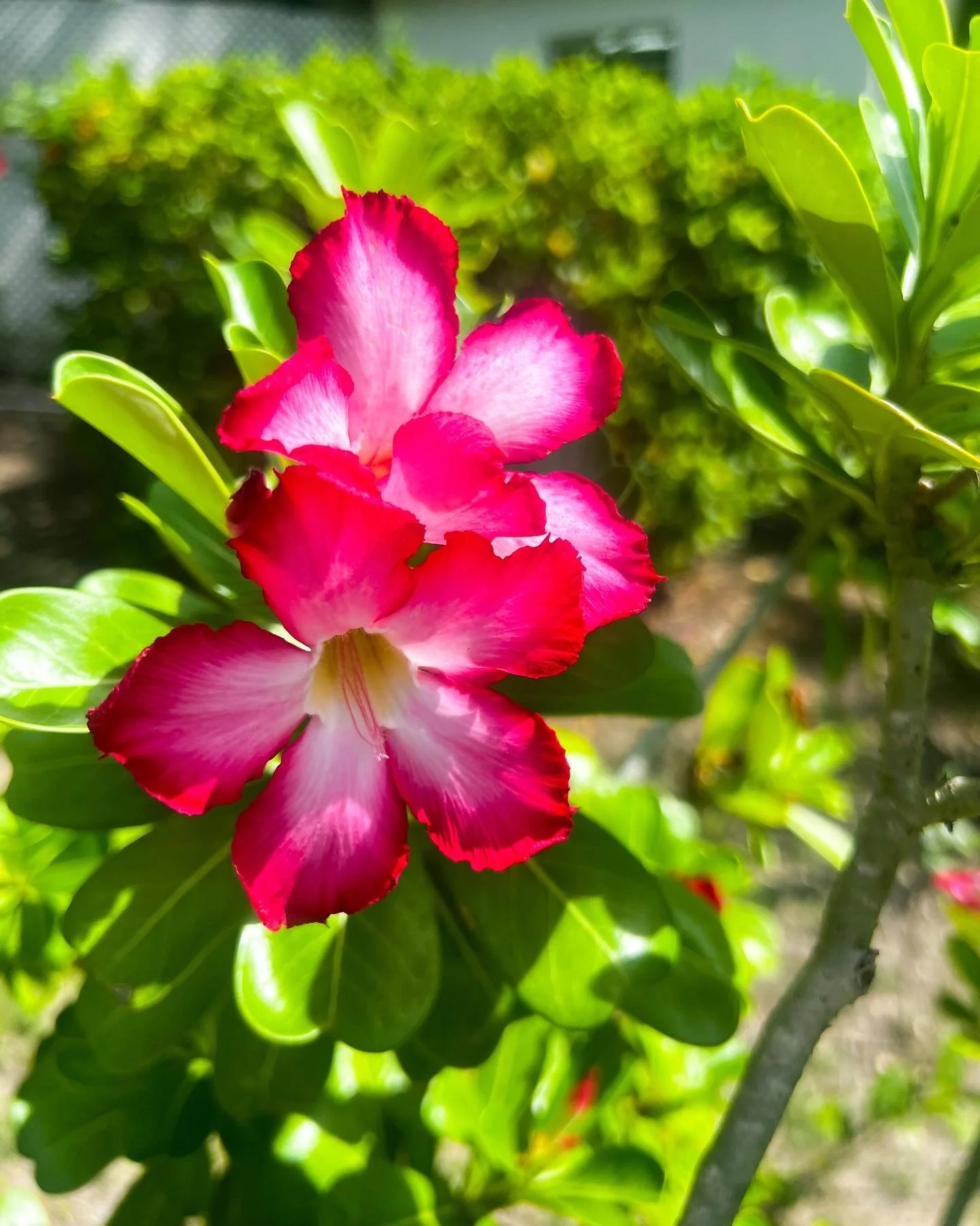 bella-magazine-blue-waters-resort-10