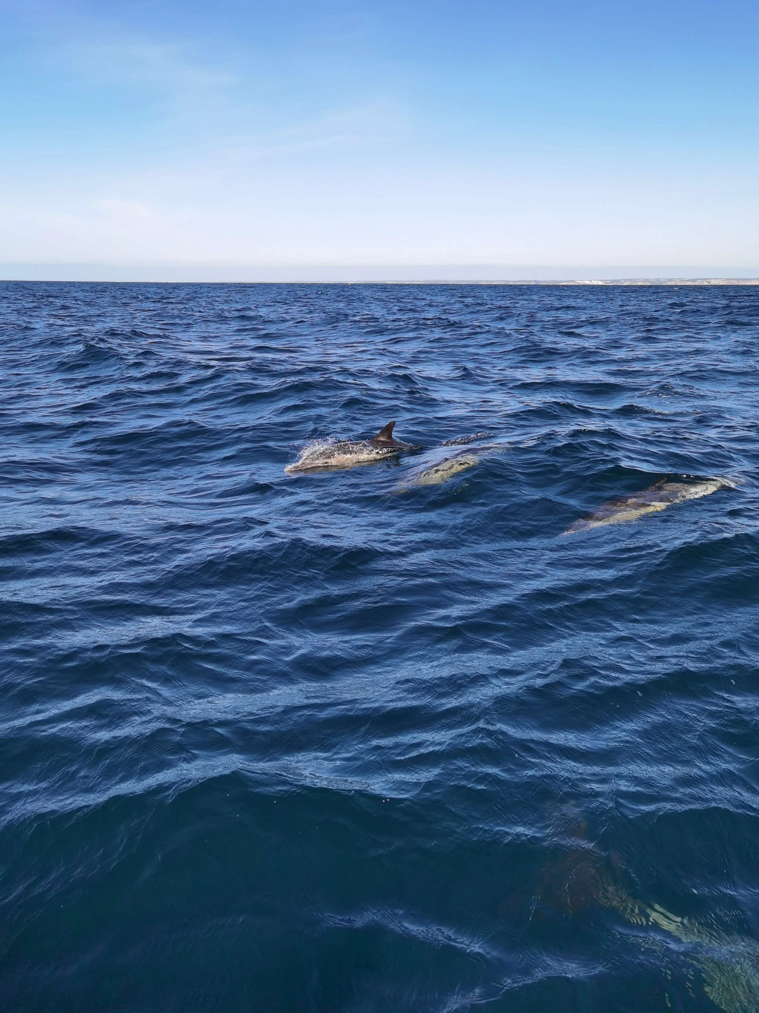 Dolphin Tour Lagos: A Magical Family Adventure from the Marina with SeaLife Lagos