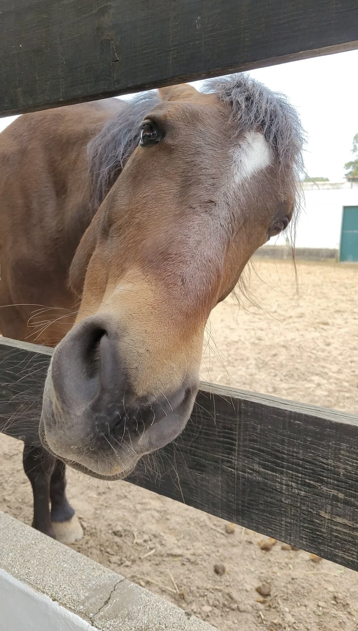 Friendly horse peeking through the fence at Casa Chico Ze farm near Lagos