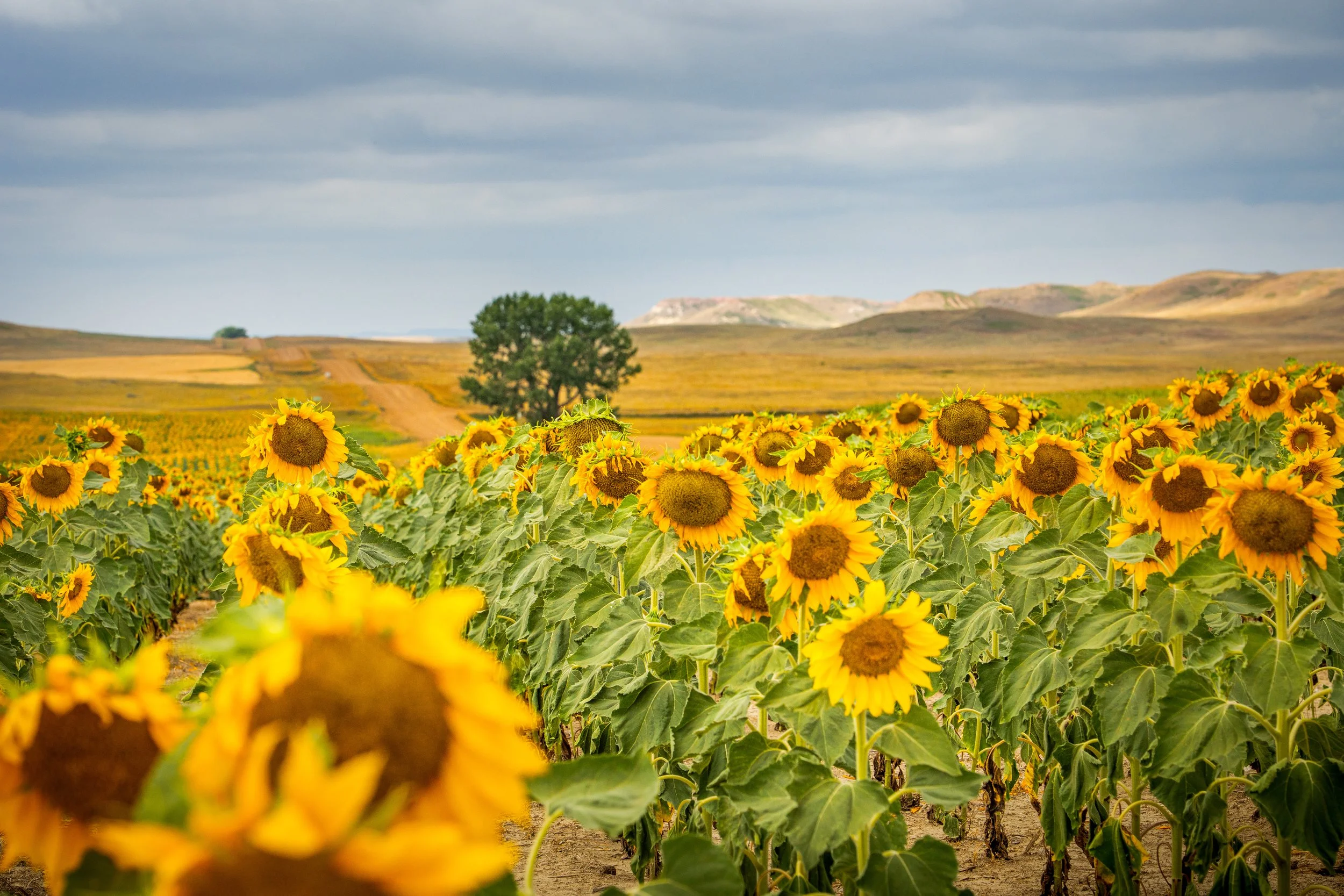 Tourism: Fallon County