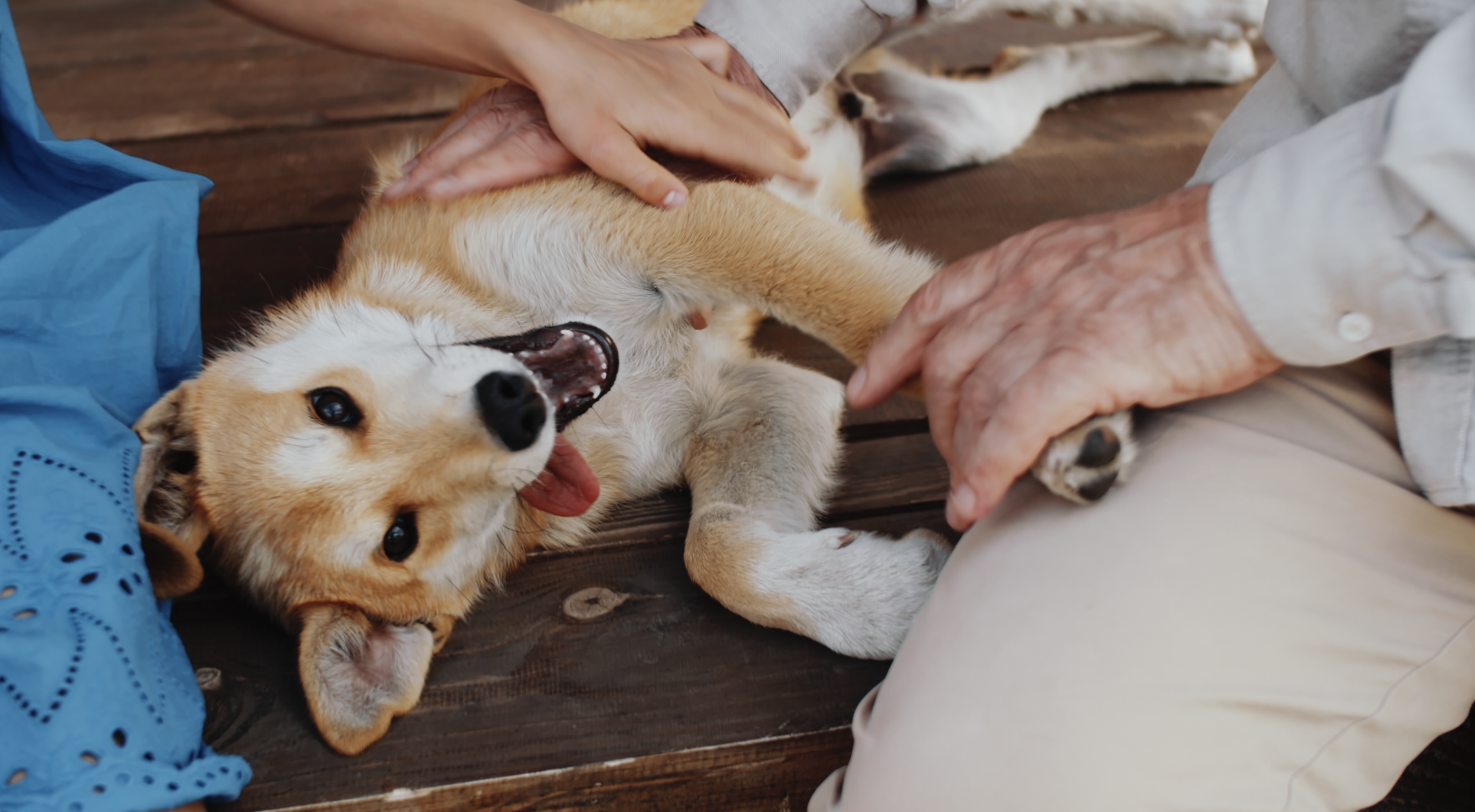 Image of a cute dog laying on it's back, being petted 