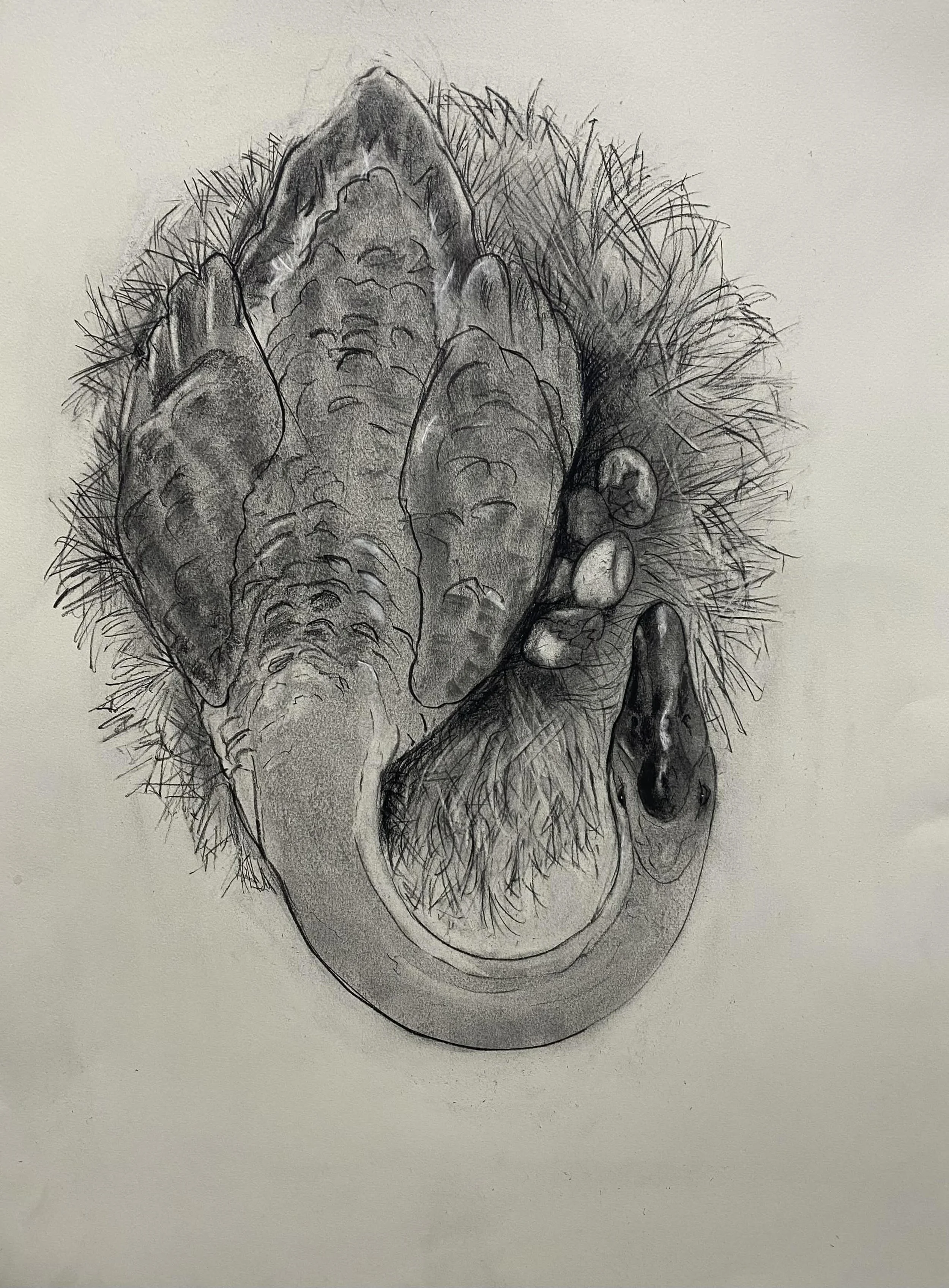 Lost Dreams, Charcoal and Soft Pastel, 22" x 30", 2026