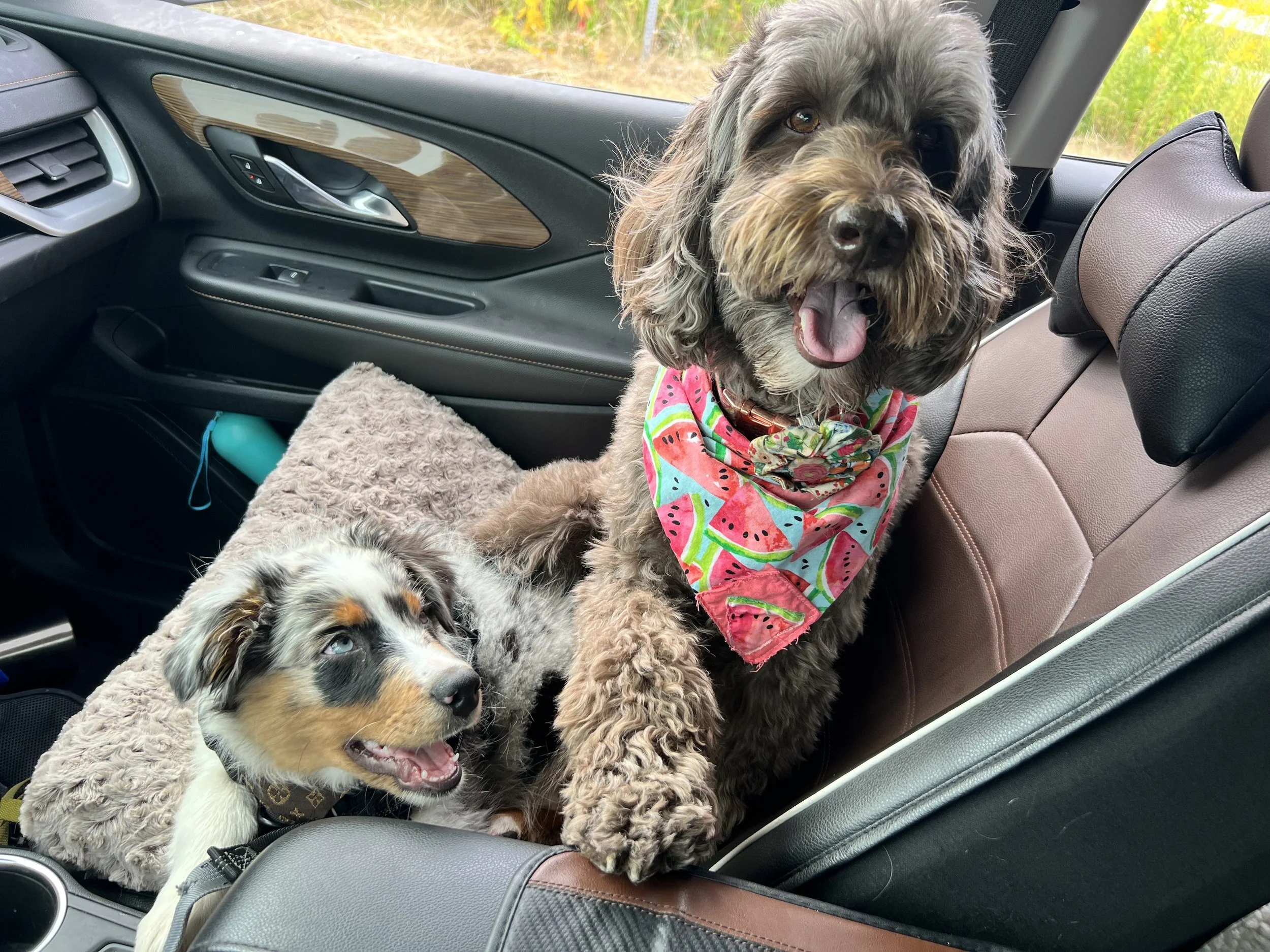 Two dogs in a vehicle; one large, curly-haired dog with a colorful watermelon bandana sitting on the center console, and a smaller dog with a merle coat lying on a plush cushion.