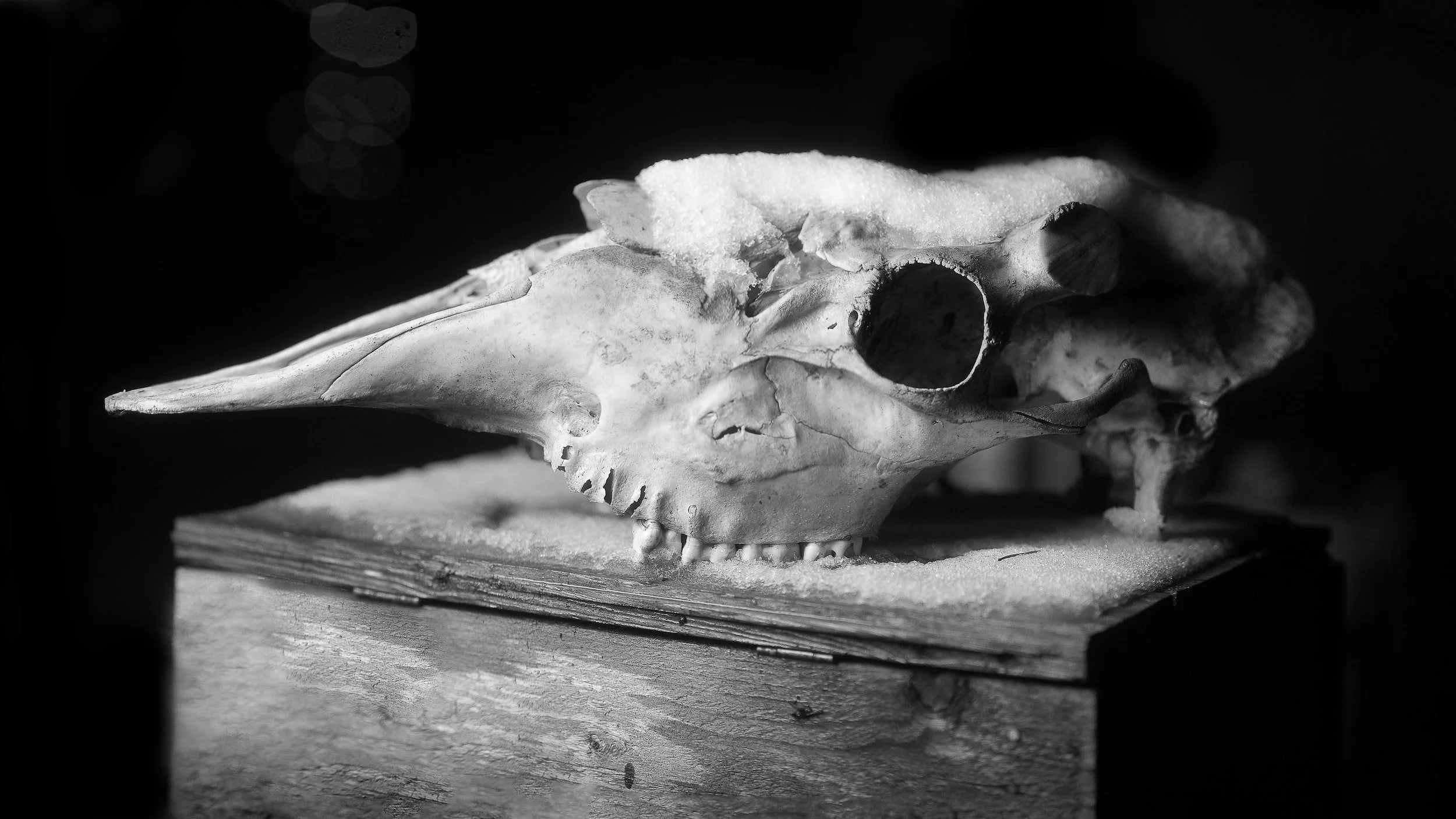 Black and white photo of an animal skull with elongated snout, resting on a wooden surface with sand, dark background.