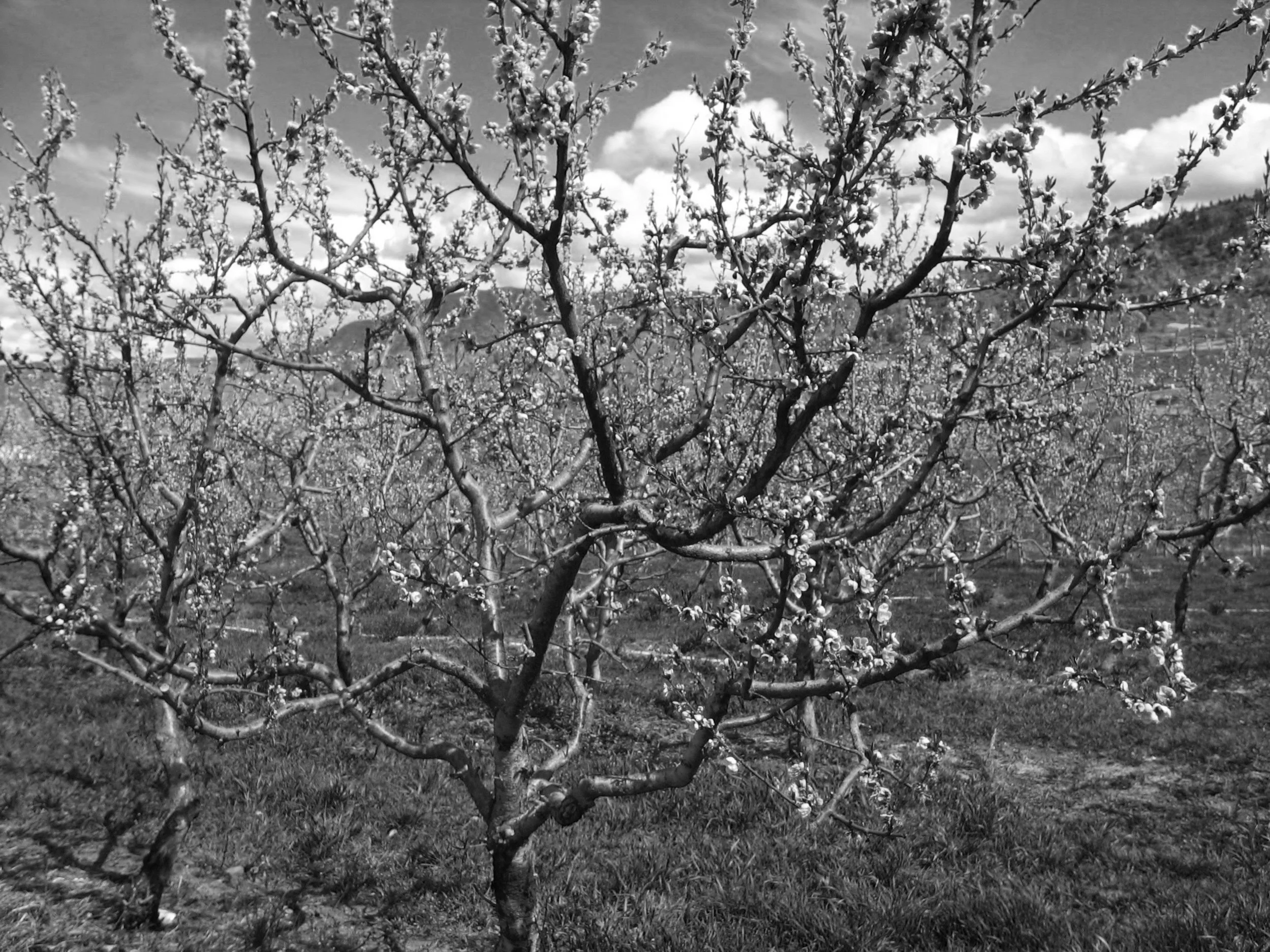 Life’s a Peach in Penticton