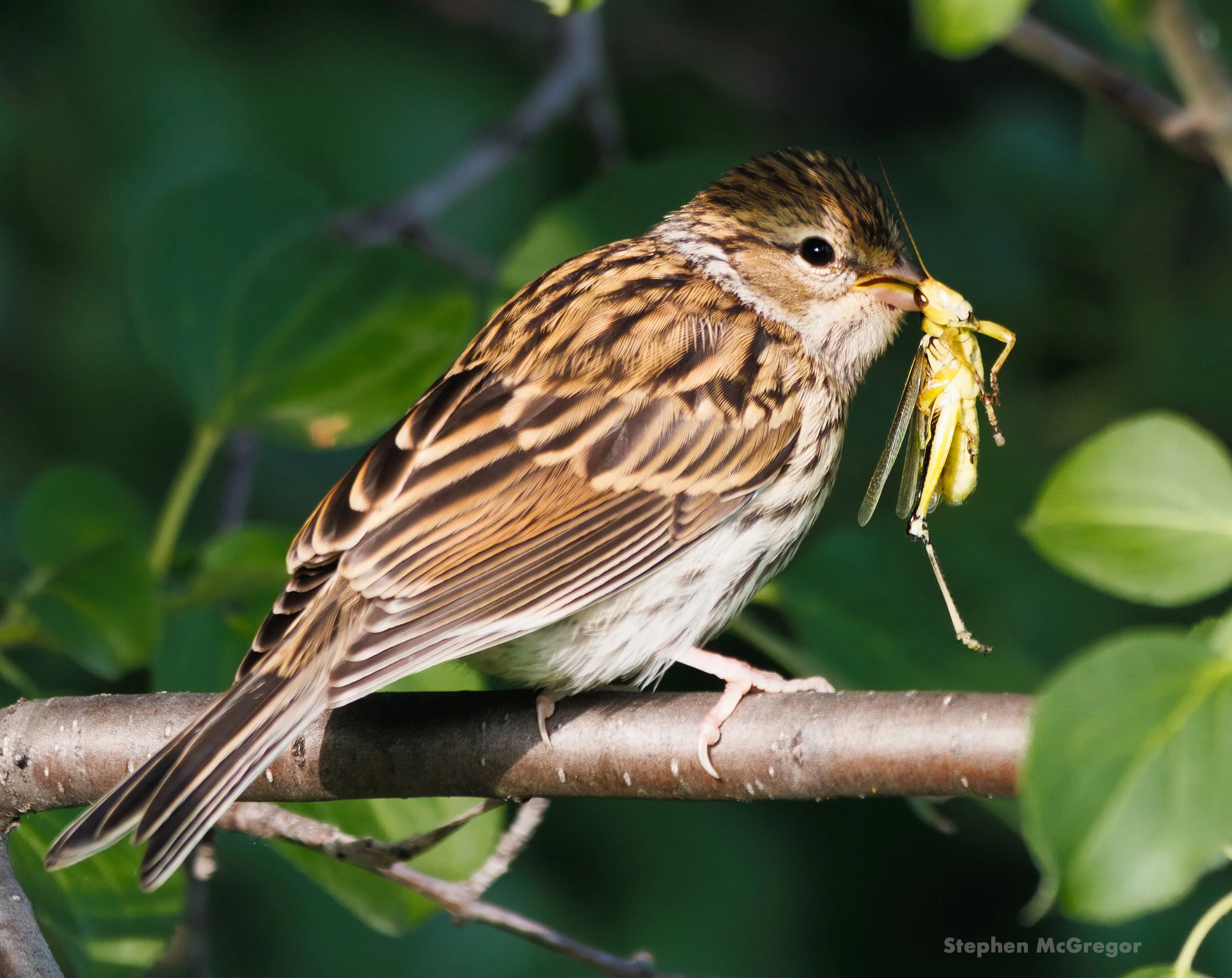 A chipping sparrow holds a grasshopper in its mouth while perched on a branch
