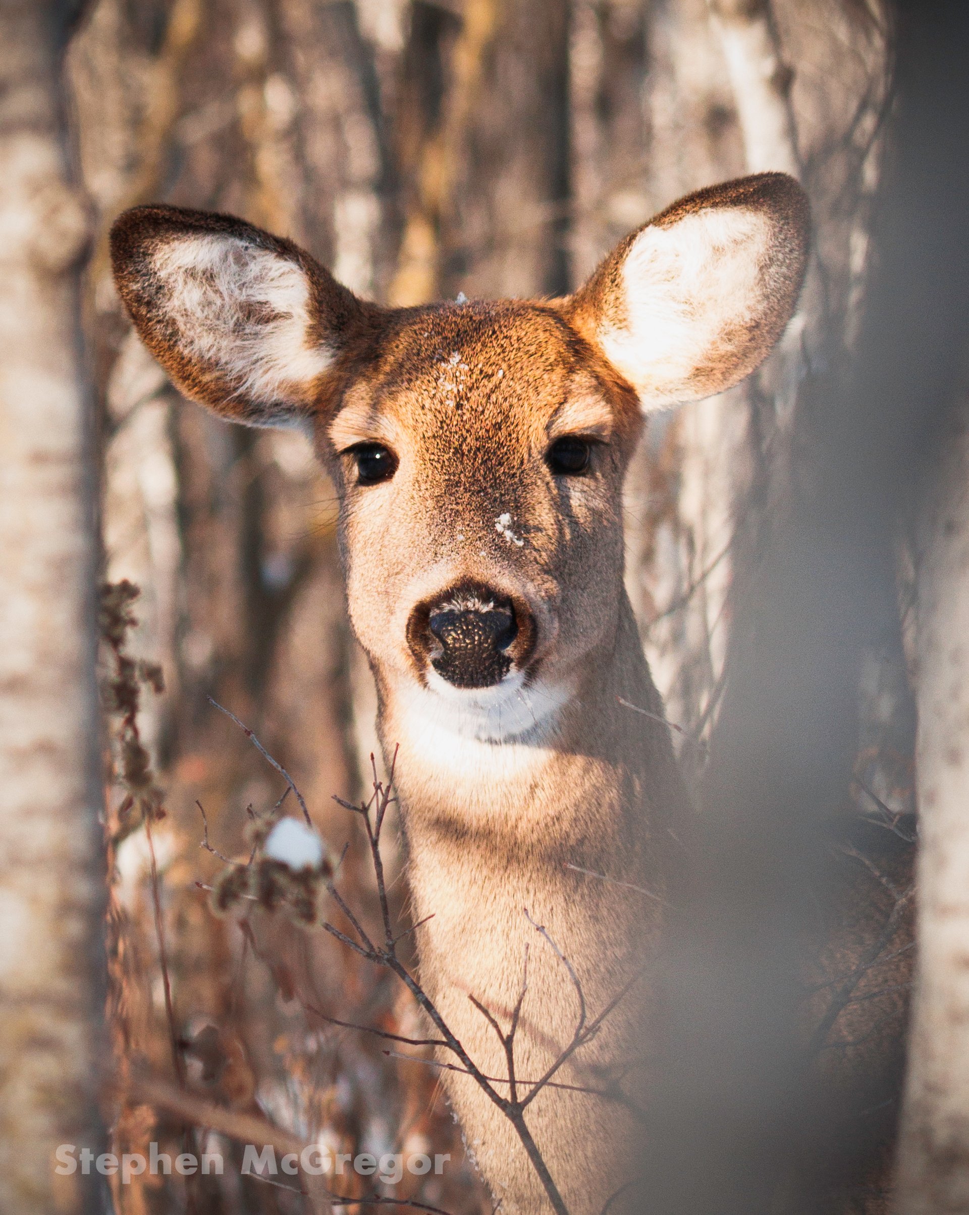 deer_72_2.jpg