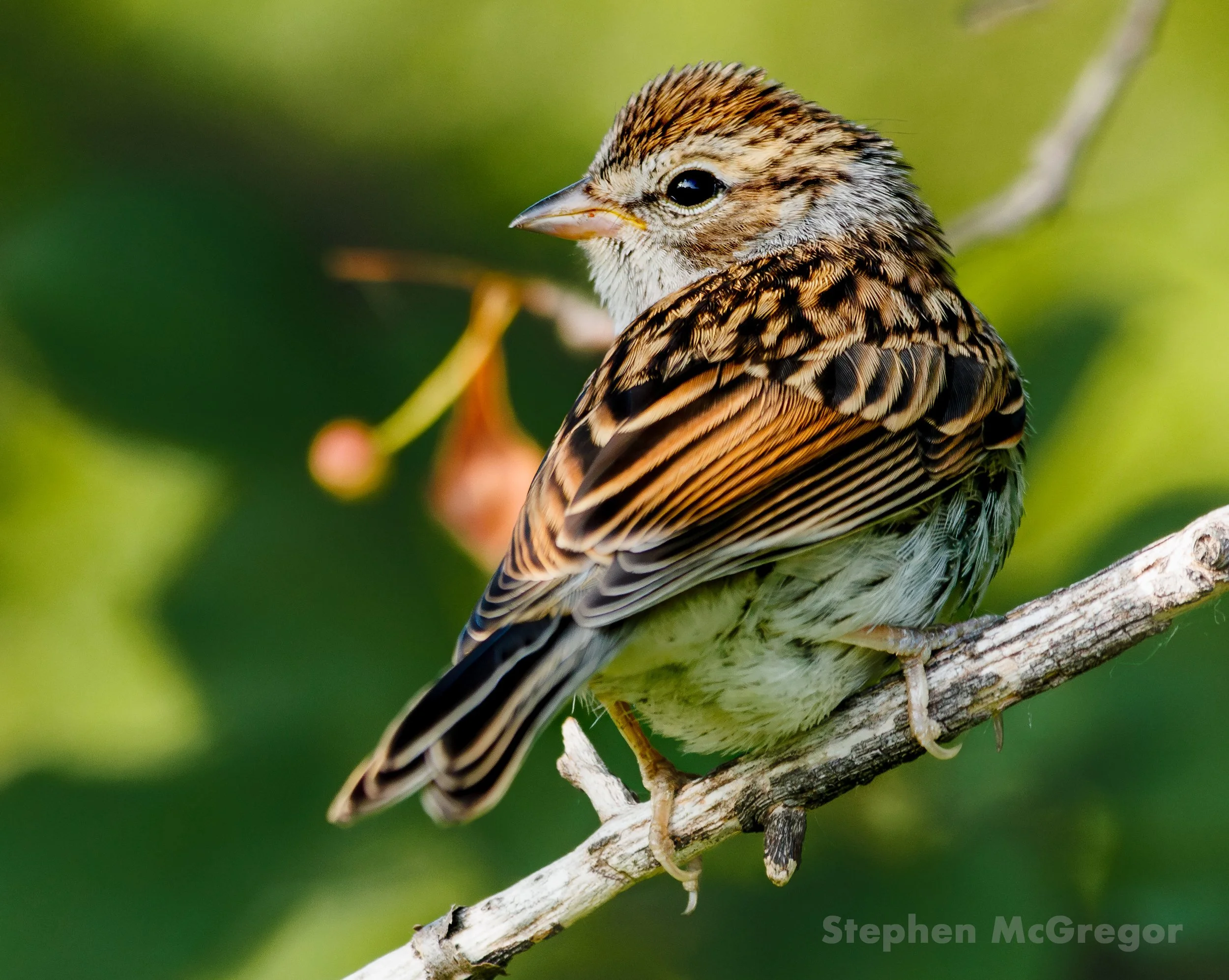 A chipping sparrow perches on a branch