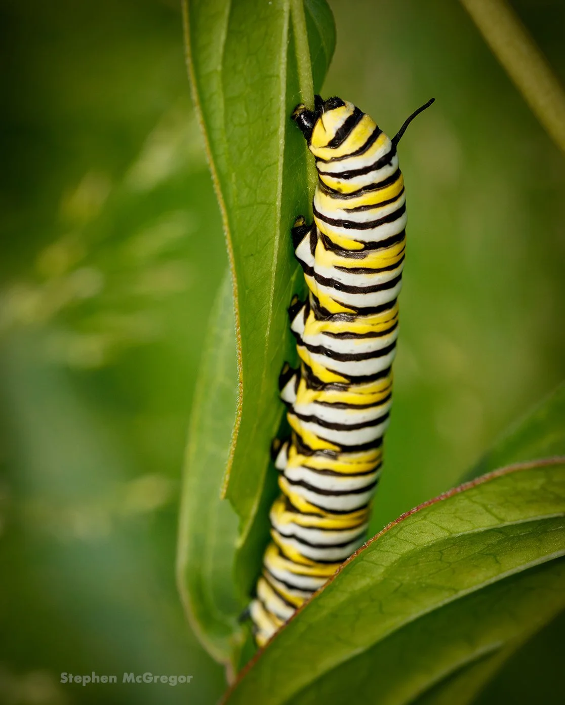 A monarch caterpillar eats from the stem of a leaf
