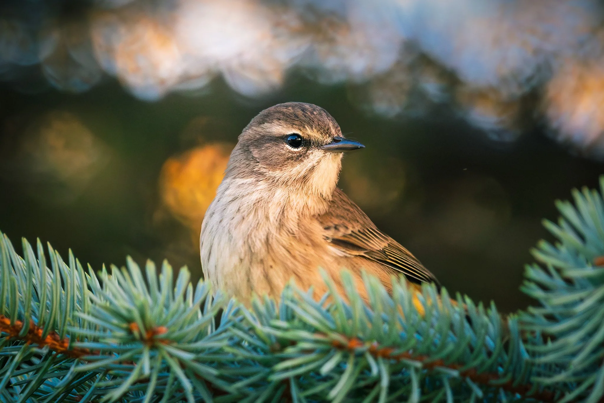 Wildlife Photography