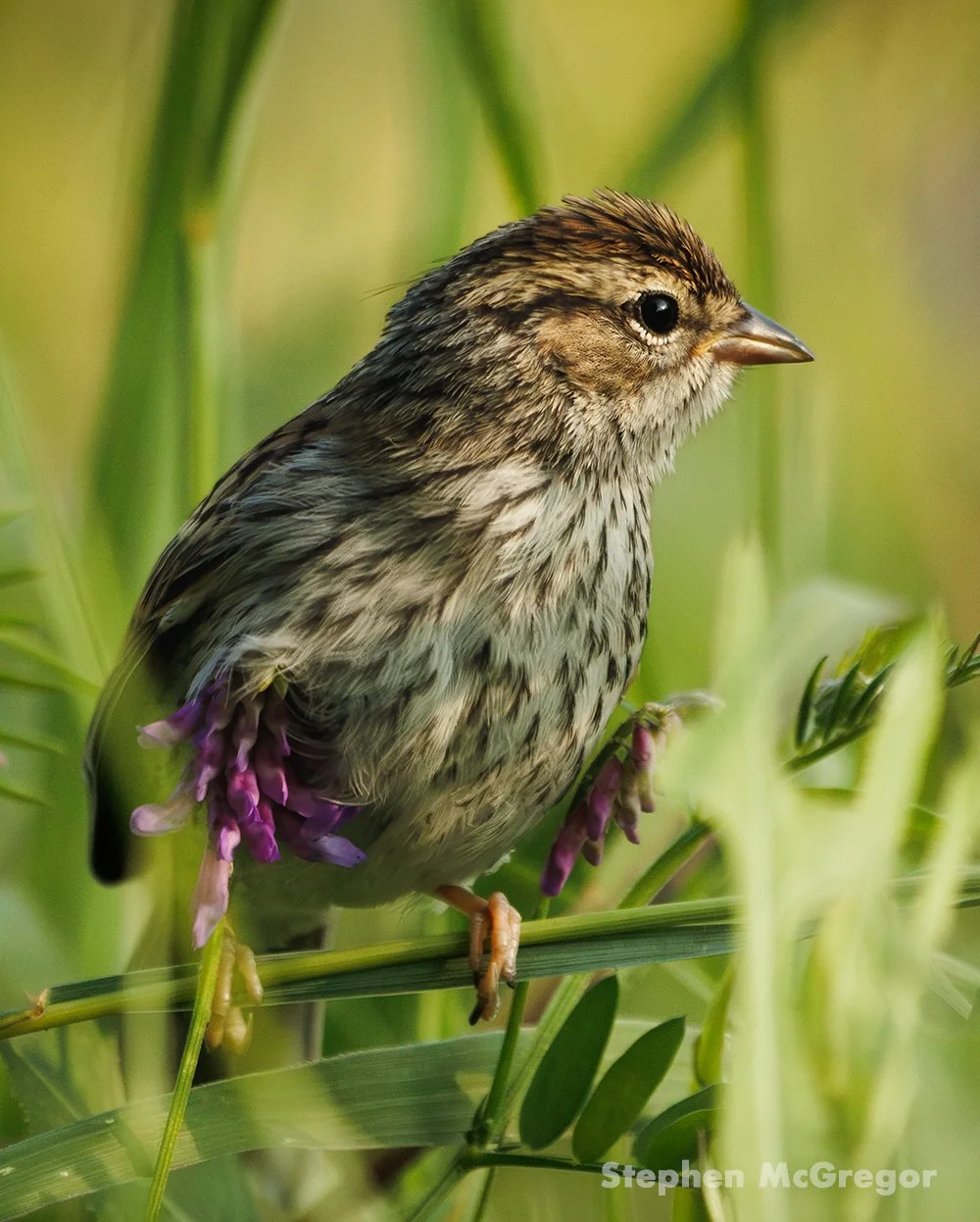 A chipping sparrow surrounded by grasses and purple flowers
