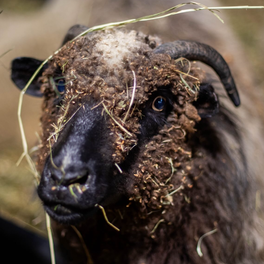 Coal Hay