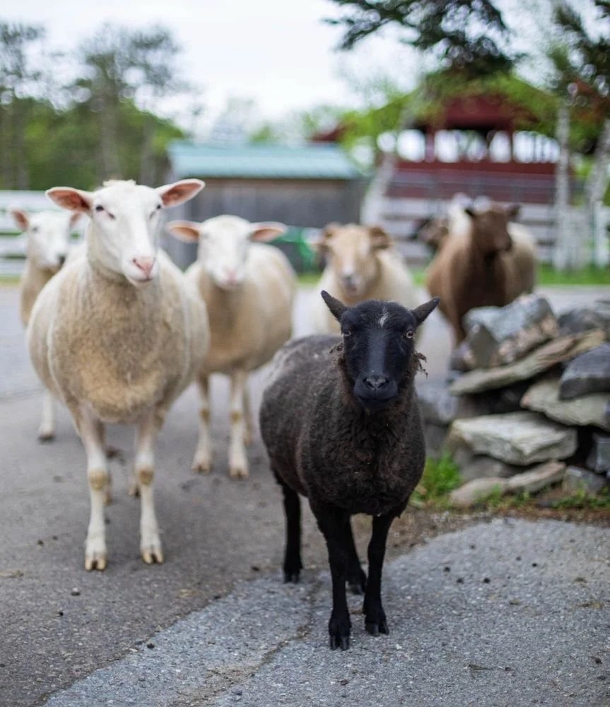 Volunteer Orientation April