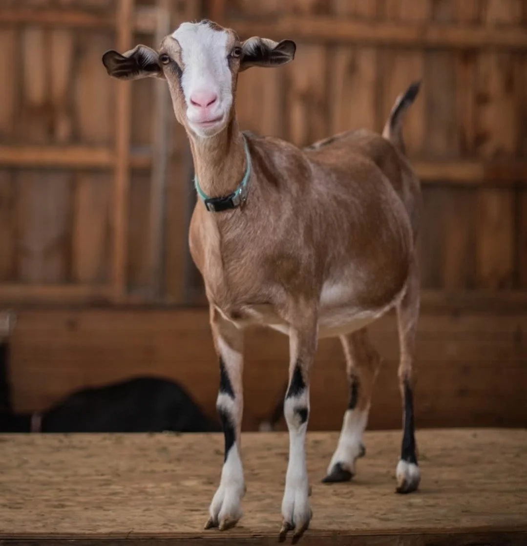 Alex the goat who is brown with a white blaze on his face and black and white legs