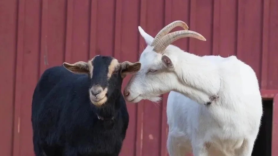 High School Animal Welfare Program 26/27