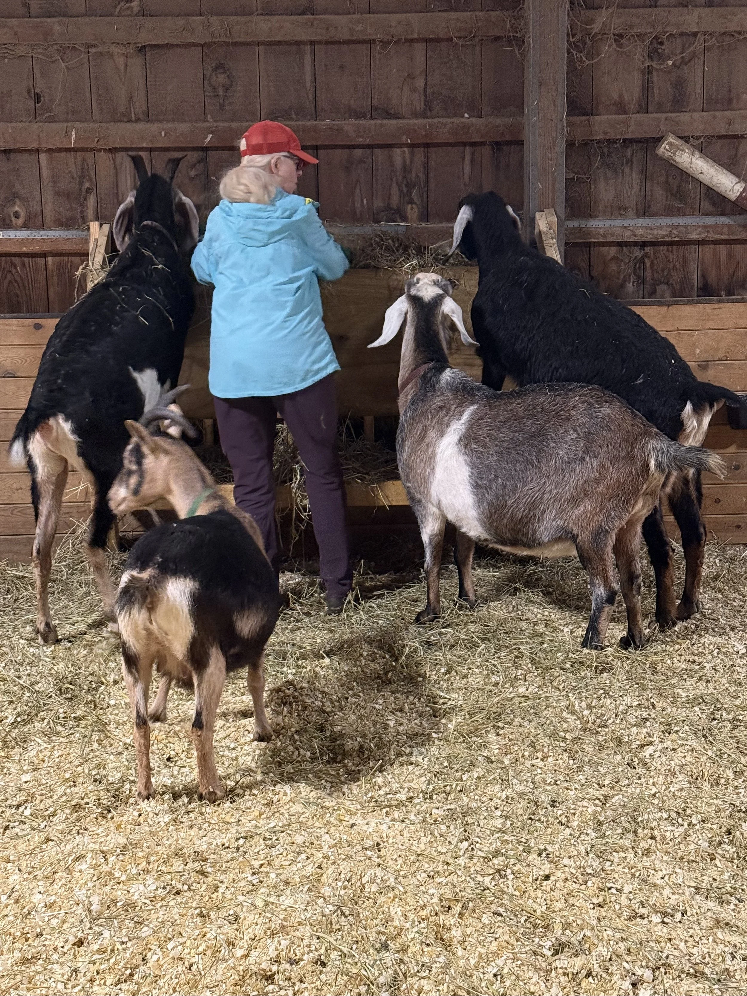 Refilling goat hay bin