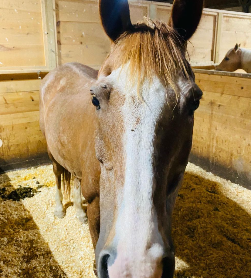 Meet the Horses — Merrymac Farm Sanctuary