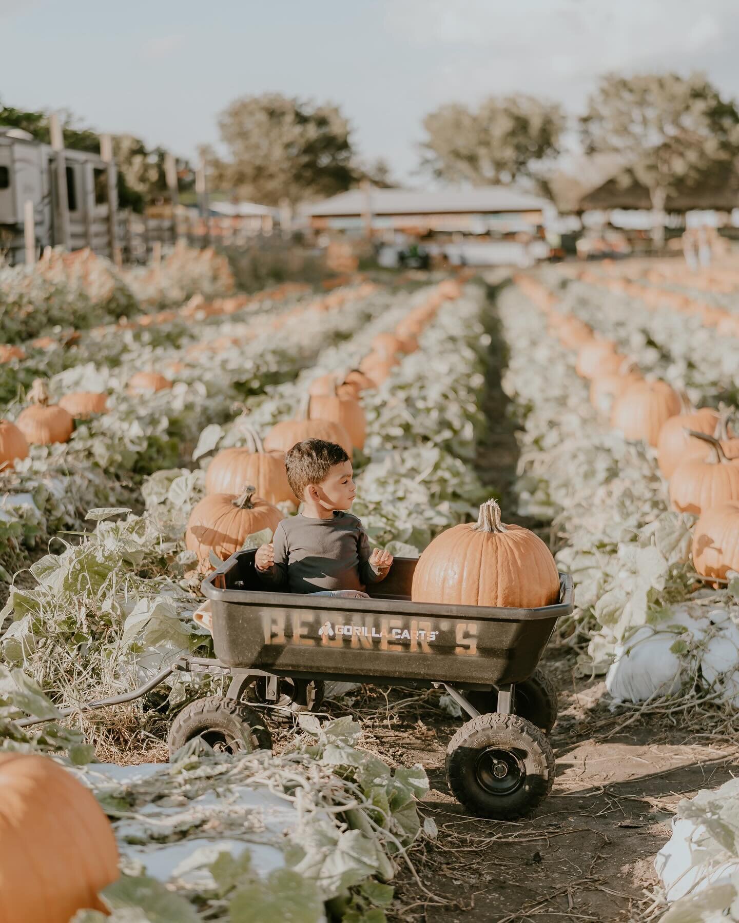Noah takes on his first pumpkin patch (it did not go well) 🎃🍂
&bull;
&bull;
&bull;
#pumpkinpatch 
#pumpkinpatchphotoshoot 
#pumpkinseason 
#lifestylesession 
#lifestylephotographer 
#toddlerphotography 
#toddlerphotoshoot 
#centralfloridaphotograph
