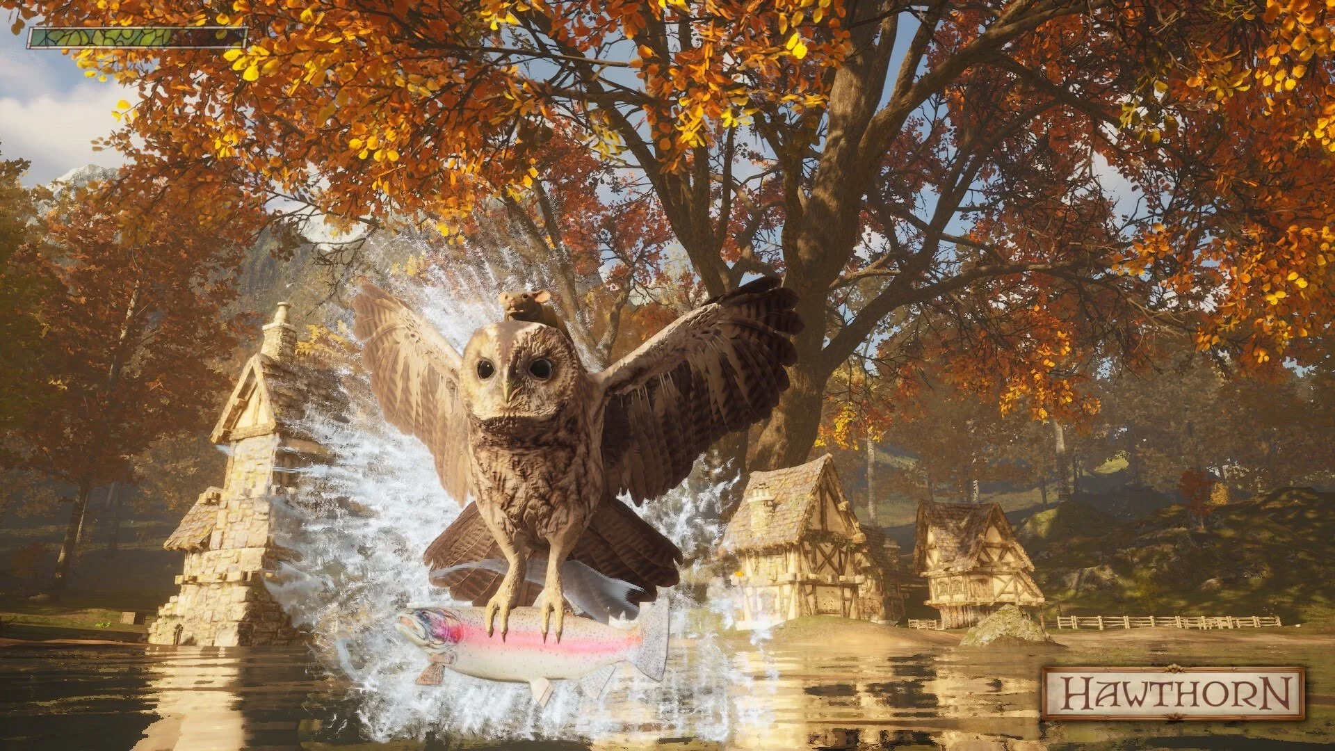 Hawthorn.jpg