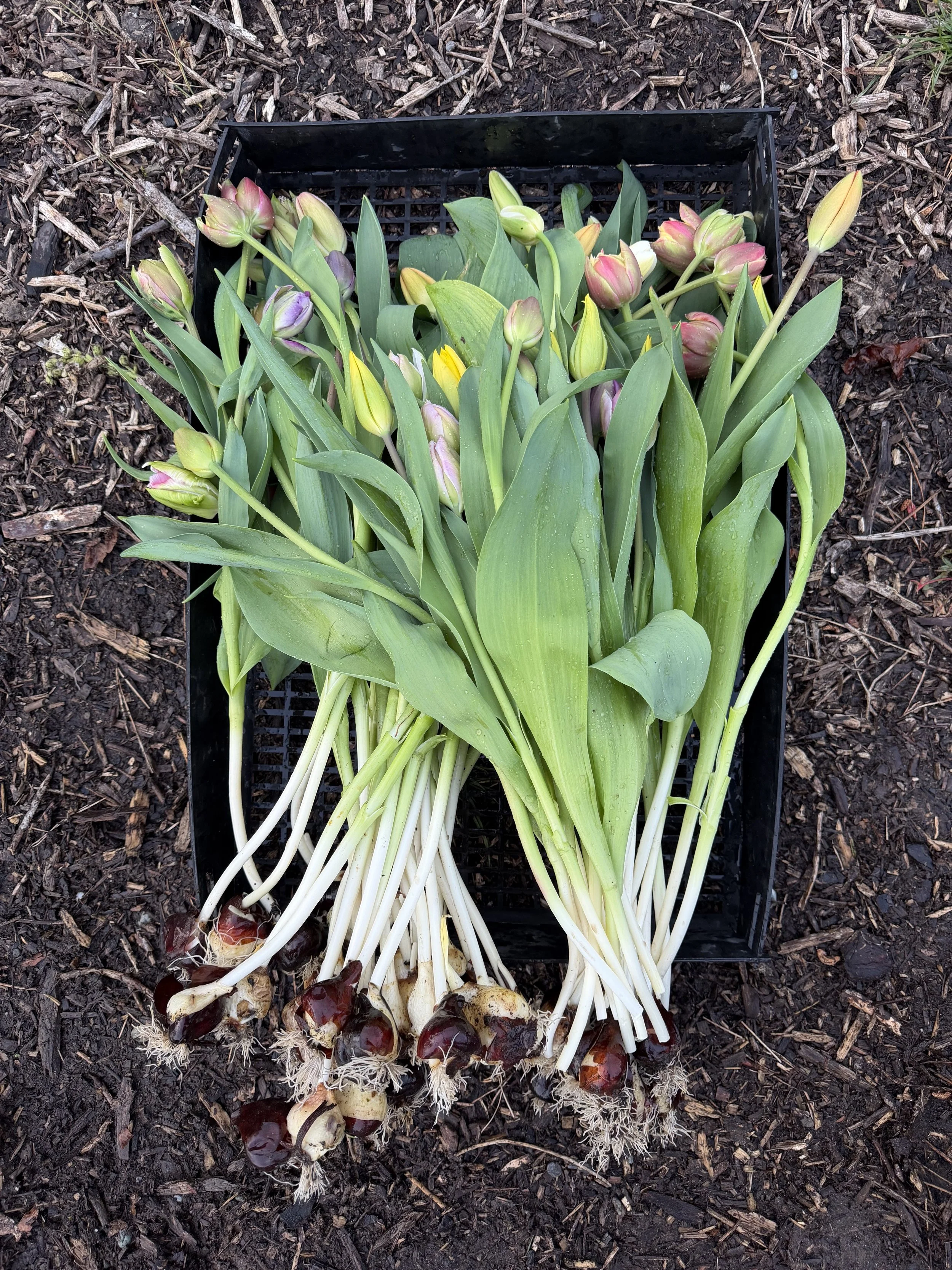 Tulip harvest.jpg
