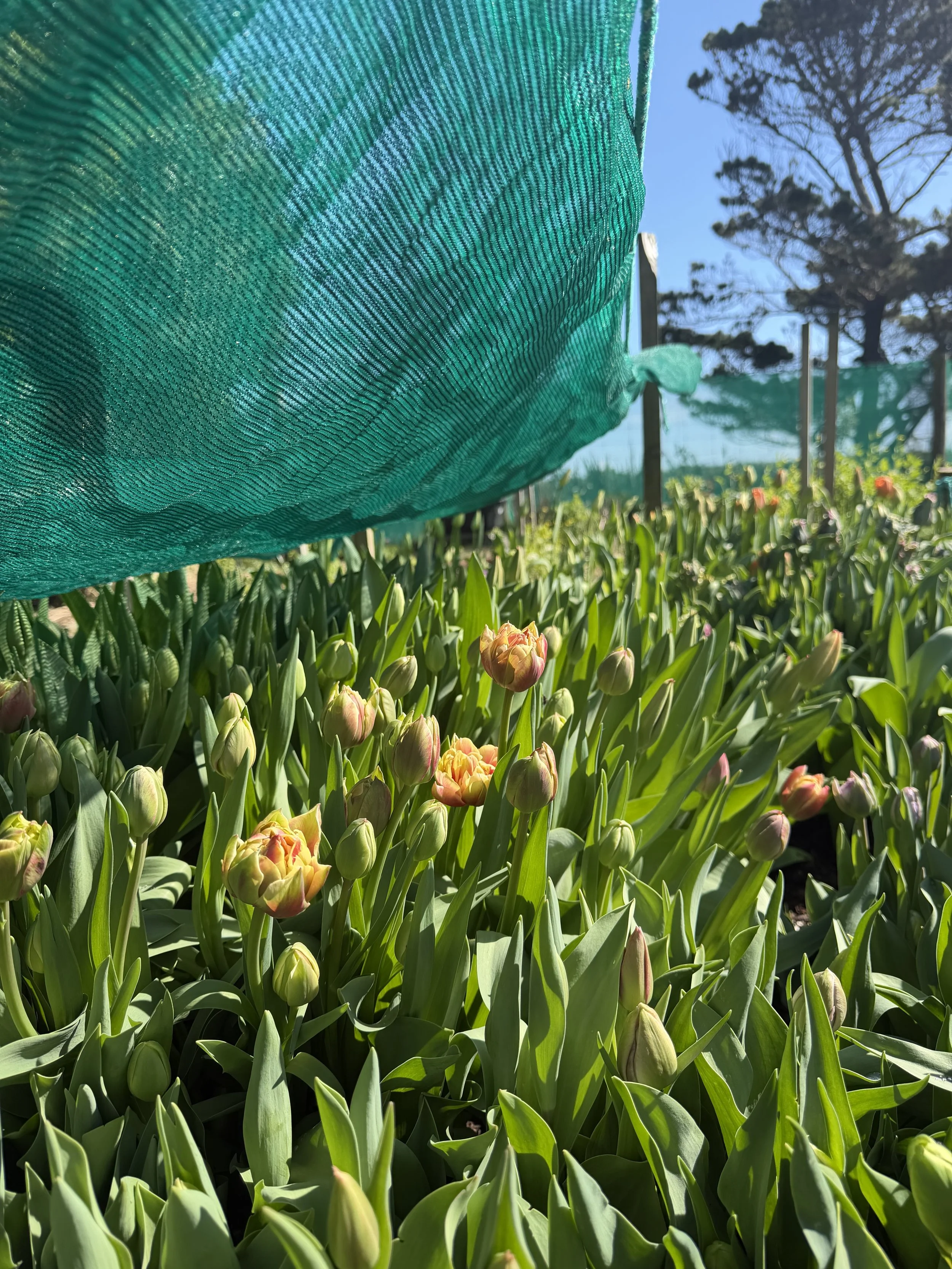 Tulip bed.jpg