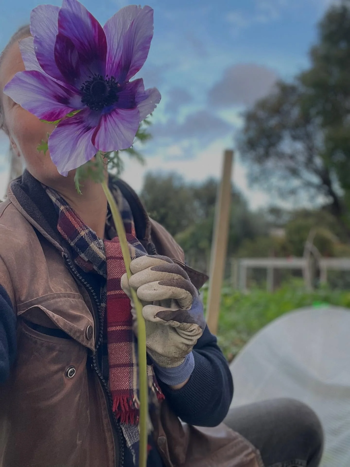 MIDWINTER in the flower field is wet and chilly, and mostly monochromatic- except for this first giant anemone! Most of the flower crops are still babies or are waiting in their seed packets for the spring to warm the soil before we get sowing. The t