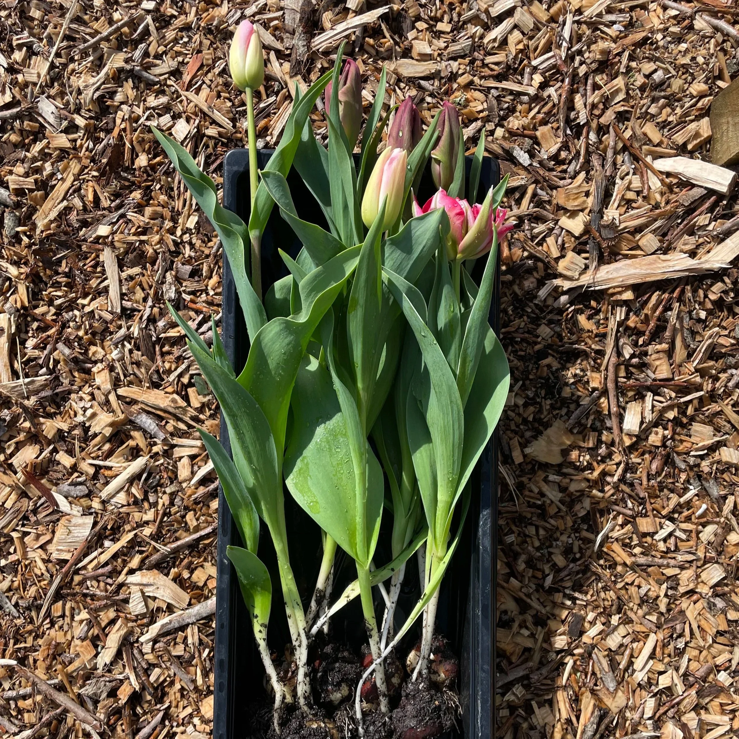 The tulips are harvested, bulbs attached for the best stem length and the ability to hold them in the fridge for a few days.