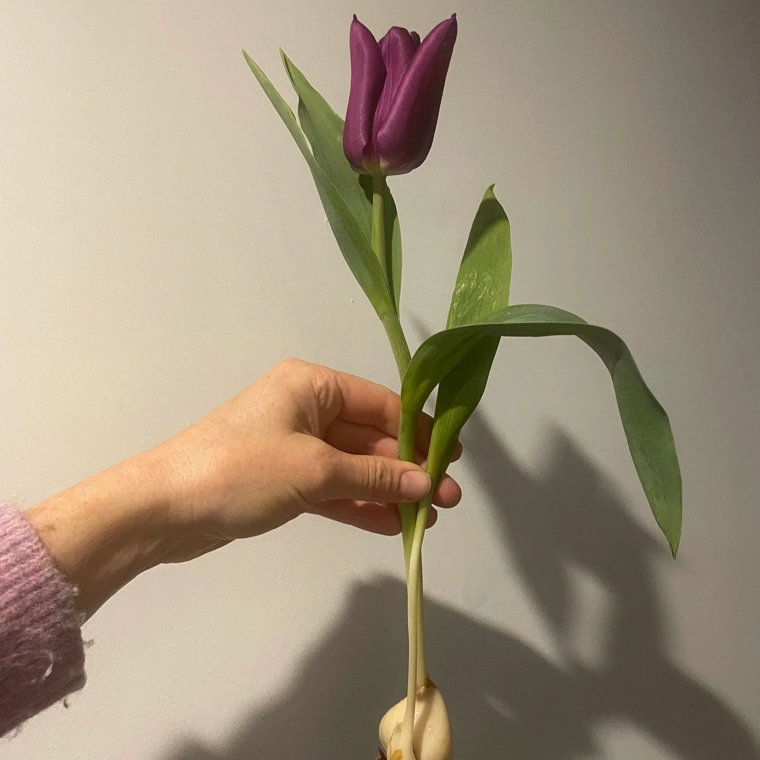 My earliest flowering, classic single form 'Laptop' .