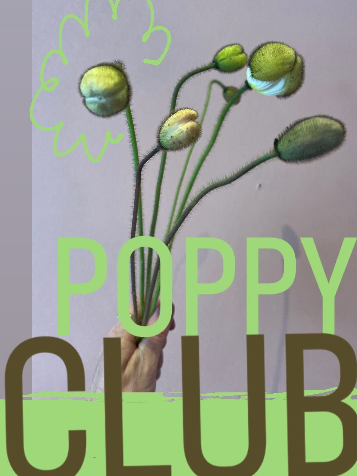 Join my POPPY CLUB!

Yikes, oops, I didn&rsquo;t plant enough Icelandic Poppies this year! 
Watching them unfurl from their furry wee ball pods is the most fun experience, so they&rsquo;re going out in straight poppy bunches for your enjoyment (if yo