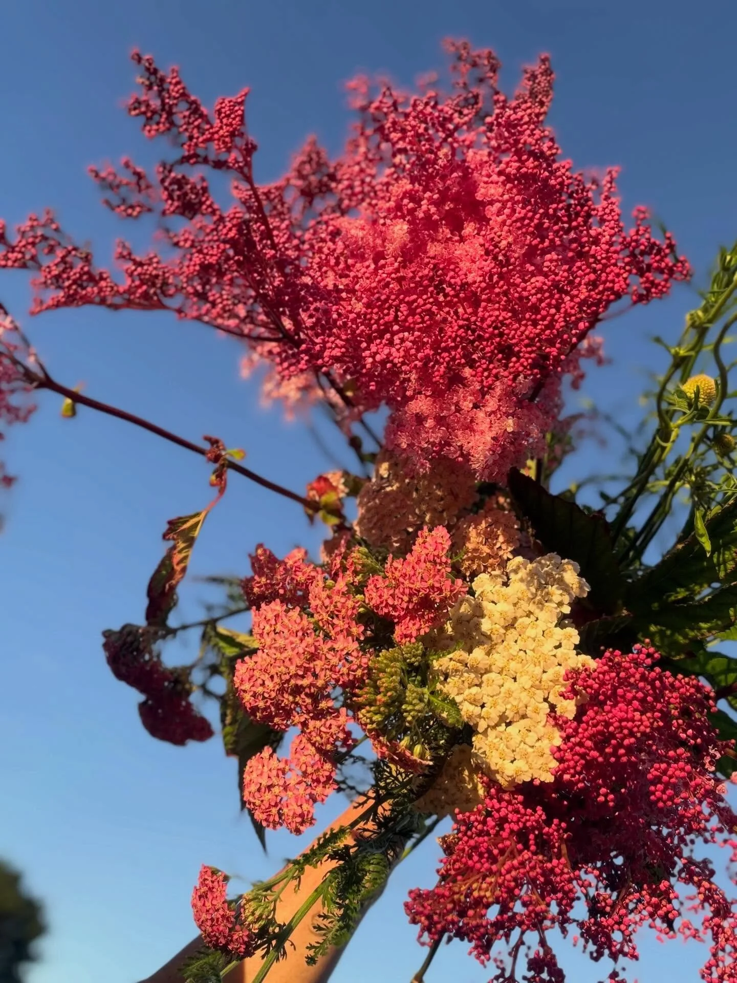 I&rsquo;m back!! Lemme know if you&rsquo;d like New Year&rsquo;s Eve party flowers 🧚&zwj;♀️

Filipendura rubra &lsquo;queen of the prairie&rsquo; stealing the show this evening in the flower field.