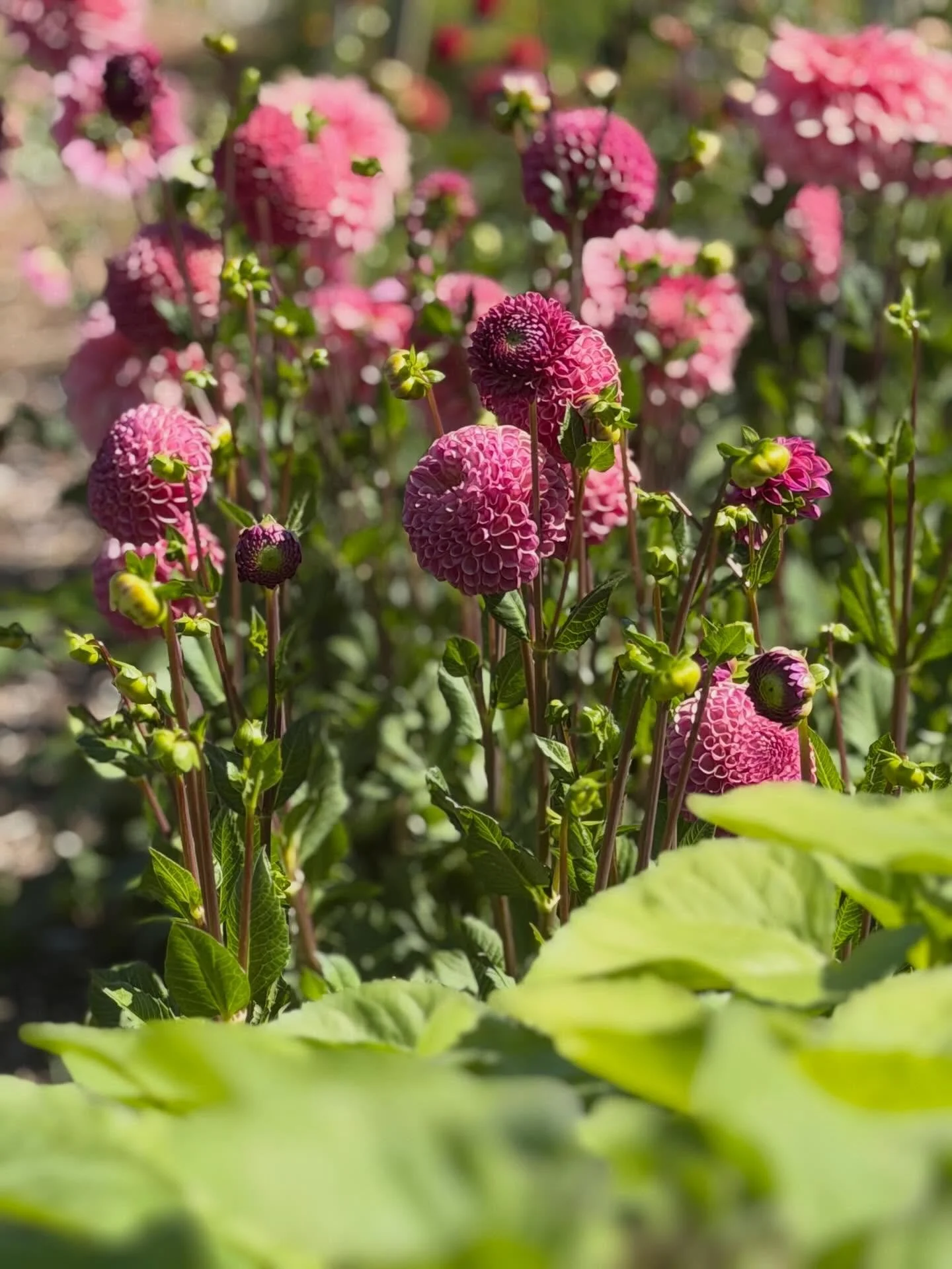 Details from the mid summer field 💕

We&rsquo;re back from our camping holiday and the flowers are blooming wildly. The field is a riot of juicy colour and cheerful flower faces - this week&rsquo;s harvest is going to be epic.

Bouquets and vase arr