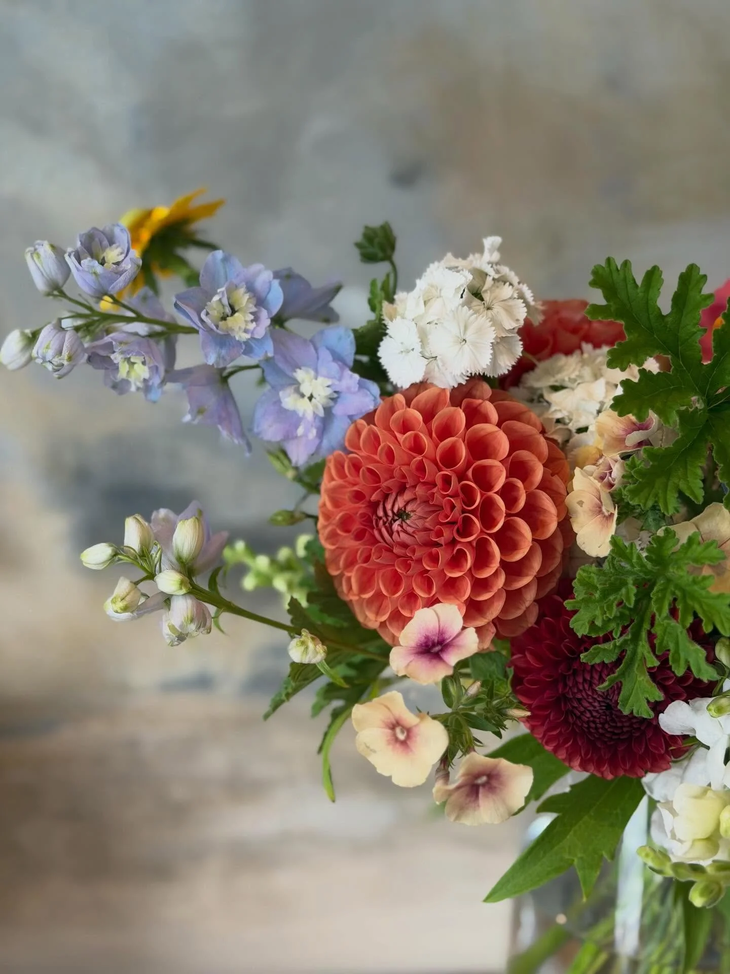 Summer flower subscription: first delivery is Thursday this week!

Have you bought yours yet?

Choose fortnightly or weekly flowers for Feb and/or March.
$40/bouquet, delivery included.

A perfect gift and a great way to treat yourself to regular flo