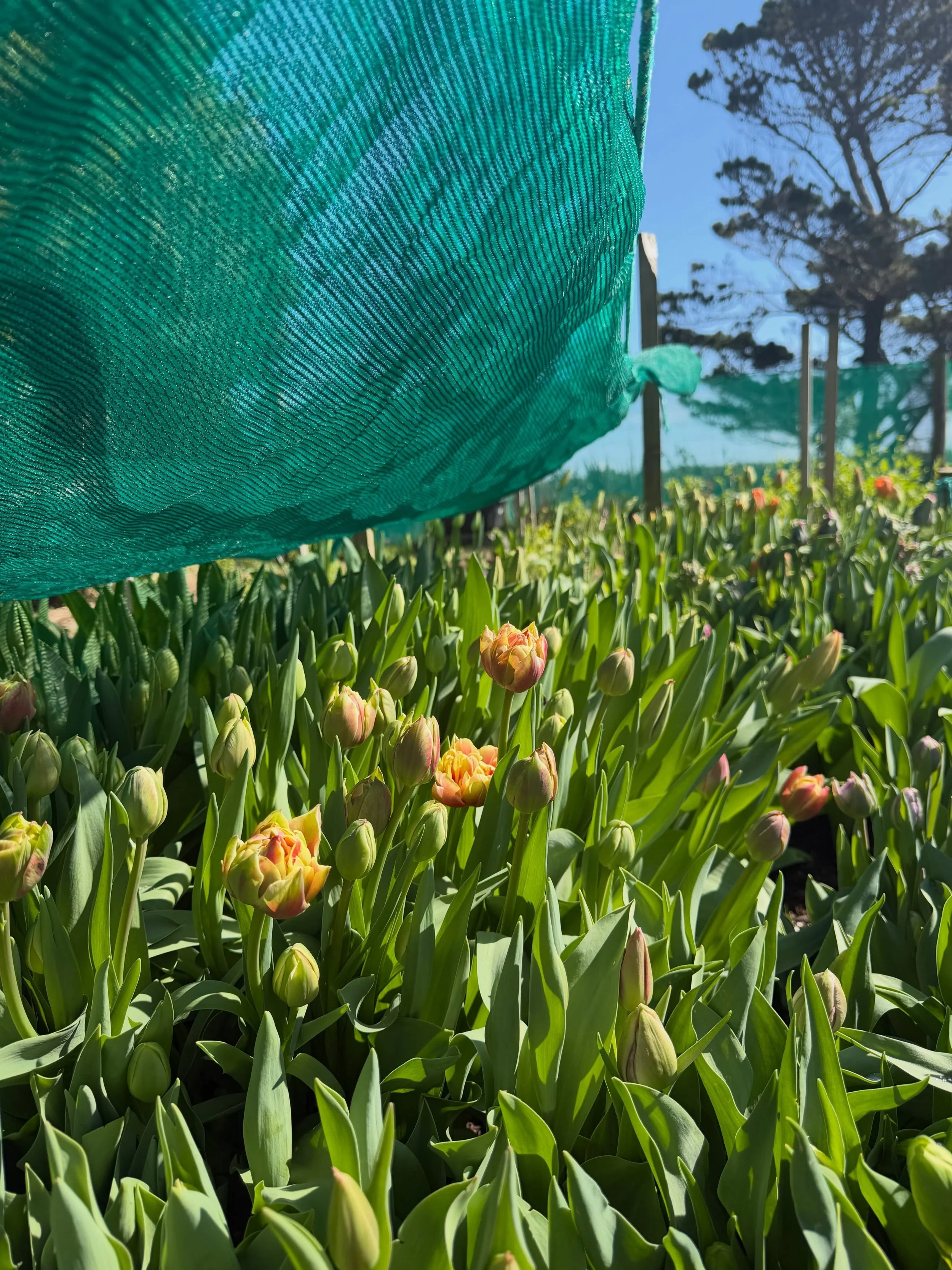 An afternoon with the tulips: this Sunday 2pm at my flower farm.

There is nothing like being spontaneous during Spring on the West Coast! I have been waiting for a sunny Sunday during the main tulip flush of spring and it is here. So clear your sche