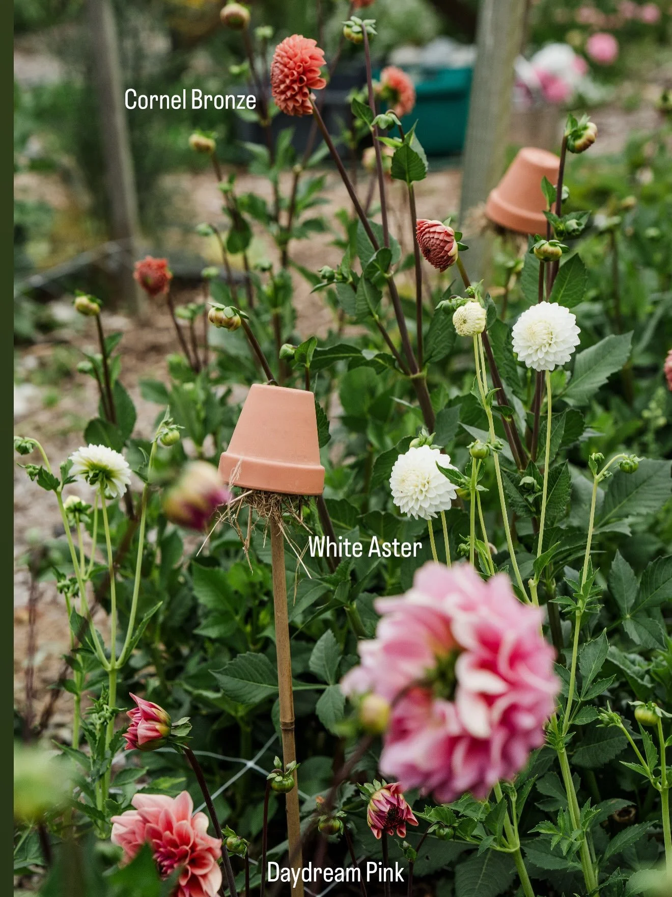 Dahlia tubers for my locals!

These have been on my stories but if you missed them, I still have tubers available for pick up, dm for details.

Pictures from my summer garden. These plants are a vibe, and are long-lasting, delish garden workhorses so