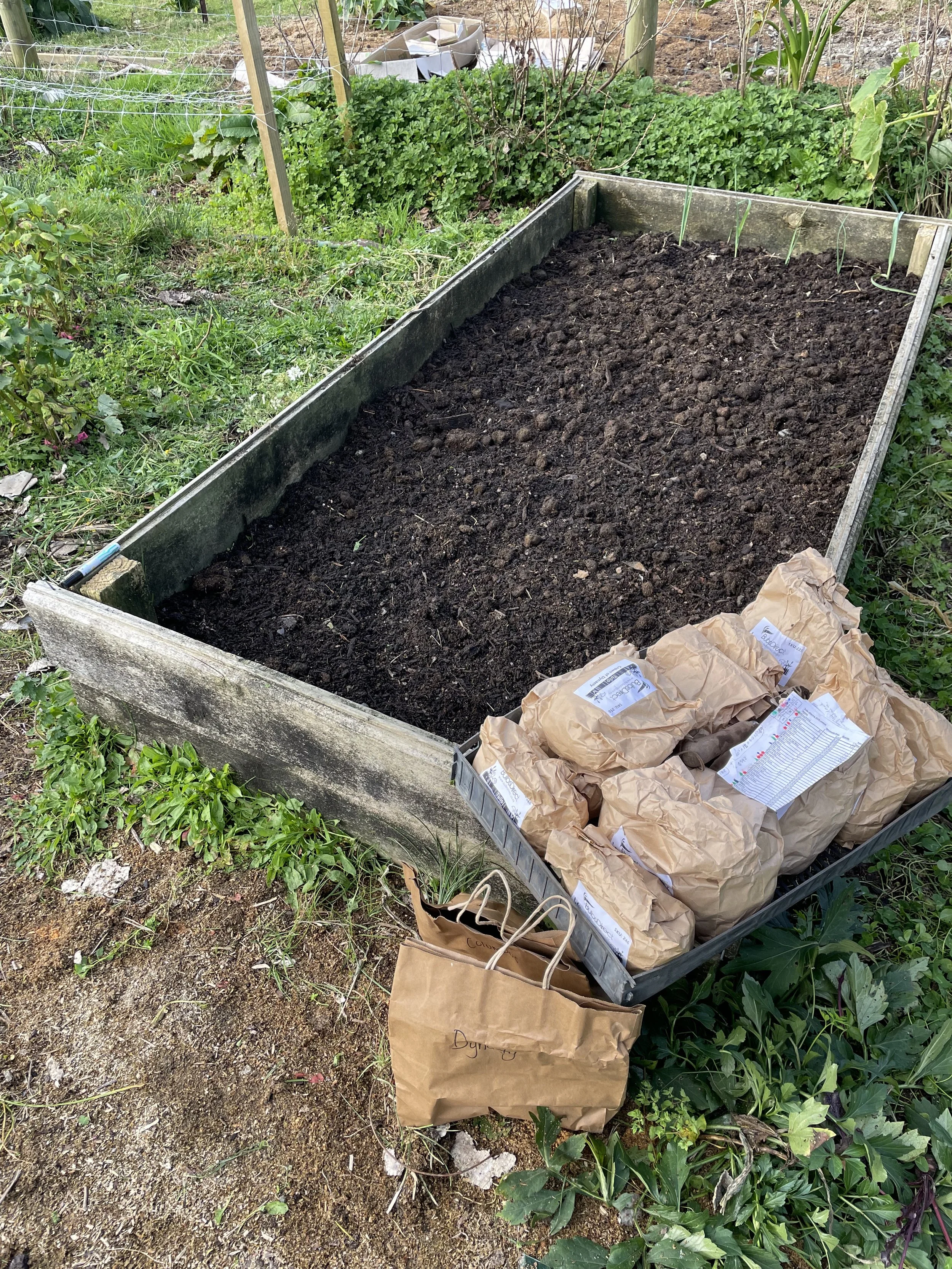 Late May: after six weeks in the fridge to mimic a cold winter, they are ready for planting outside.