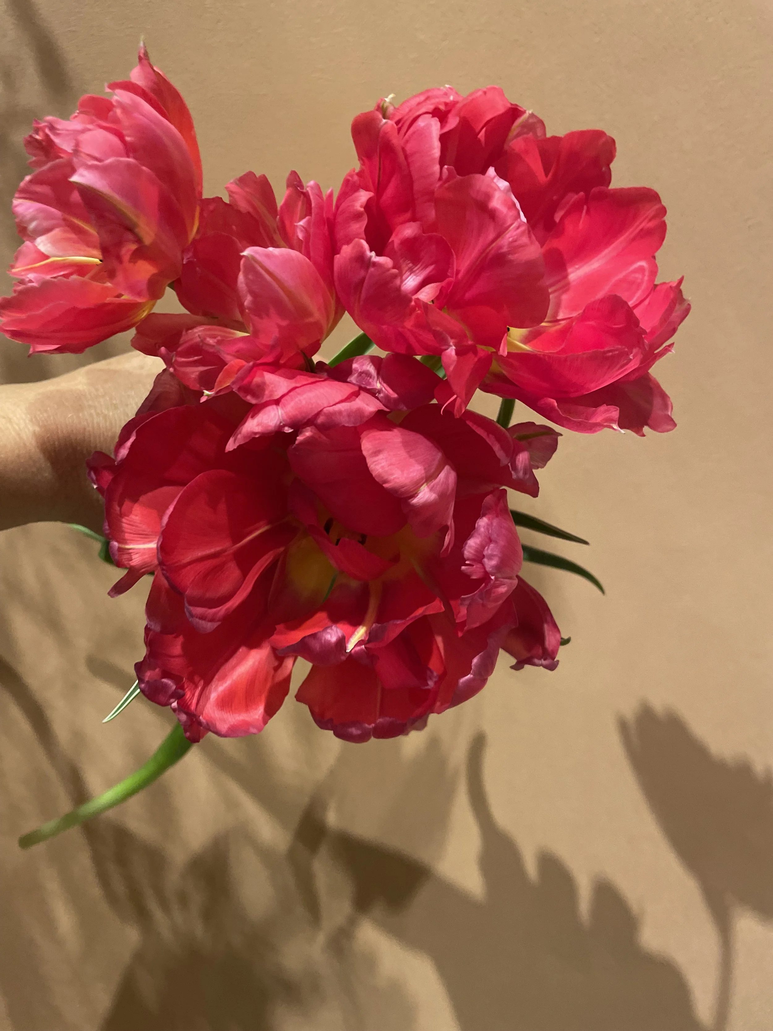 Retro, punchy babe 'Flashpoint', moonlighting as a peony.