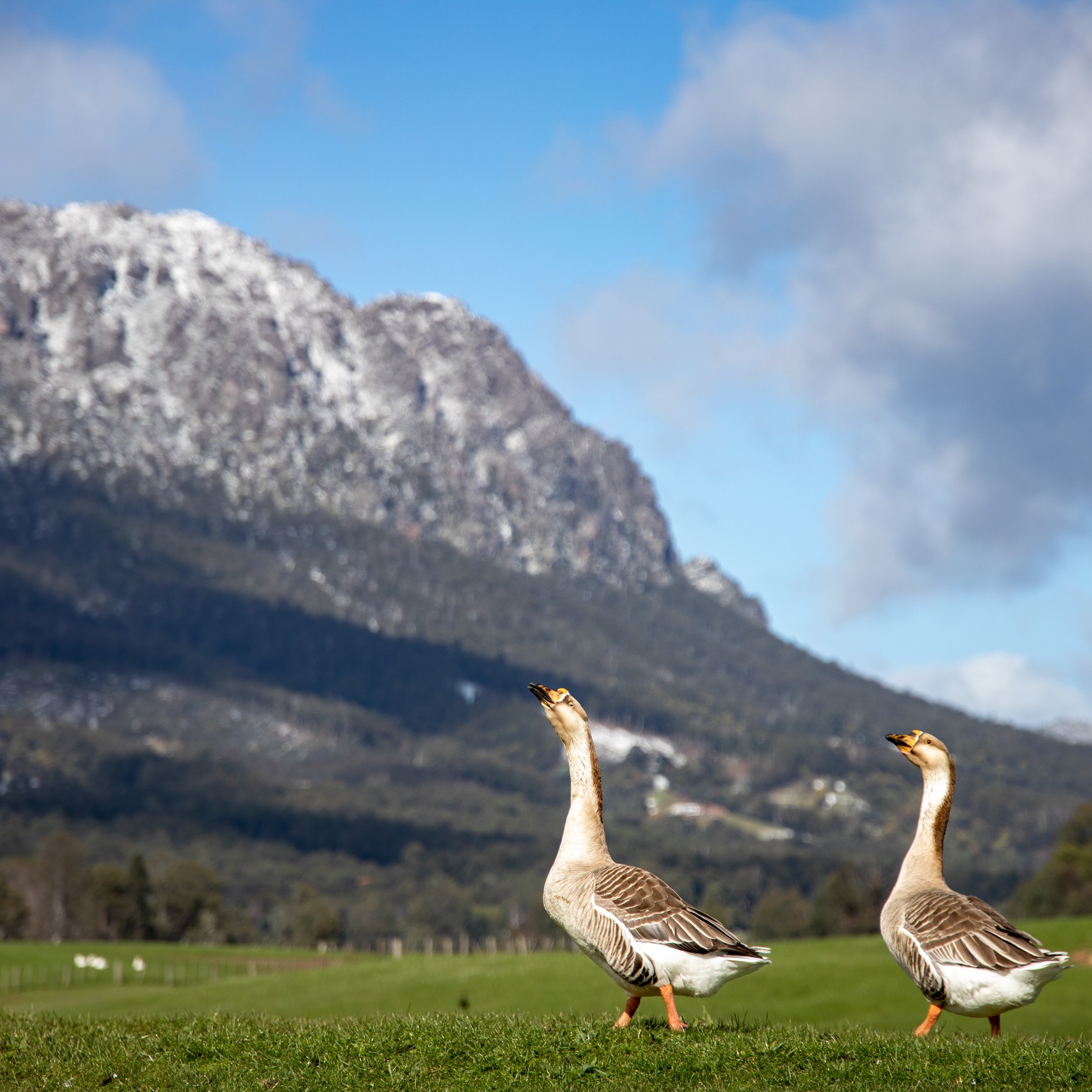 25th September 2021 - Mt Roland in the Snow