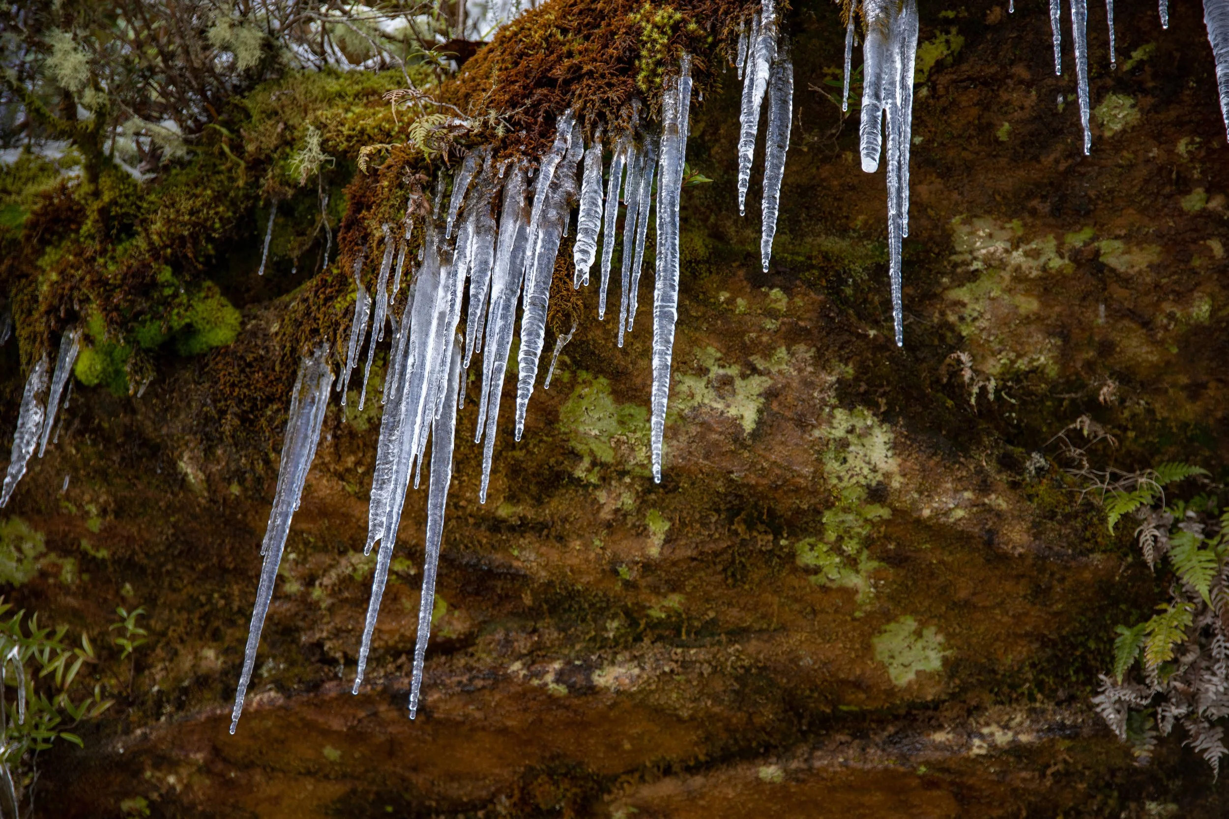 25th September 2021 - Winter Wonderland