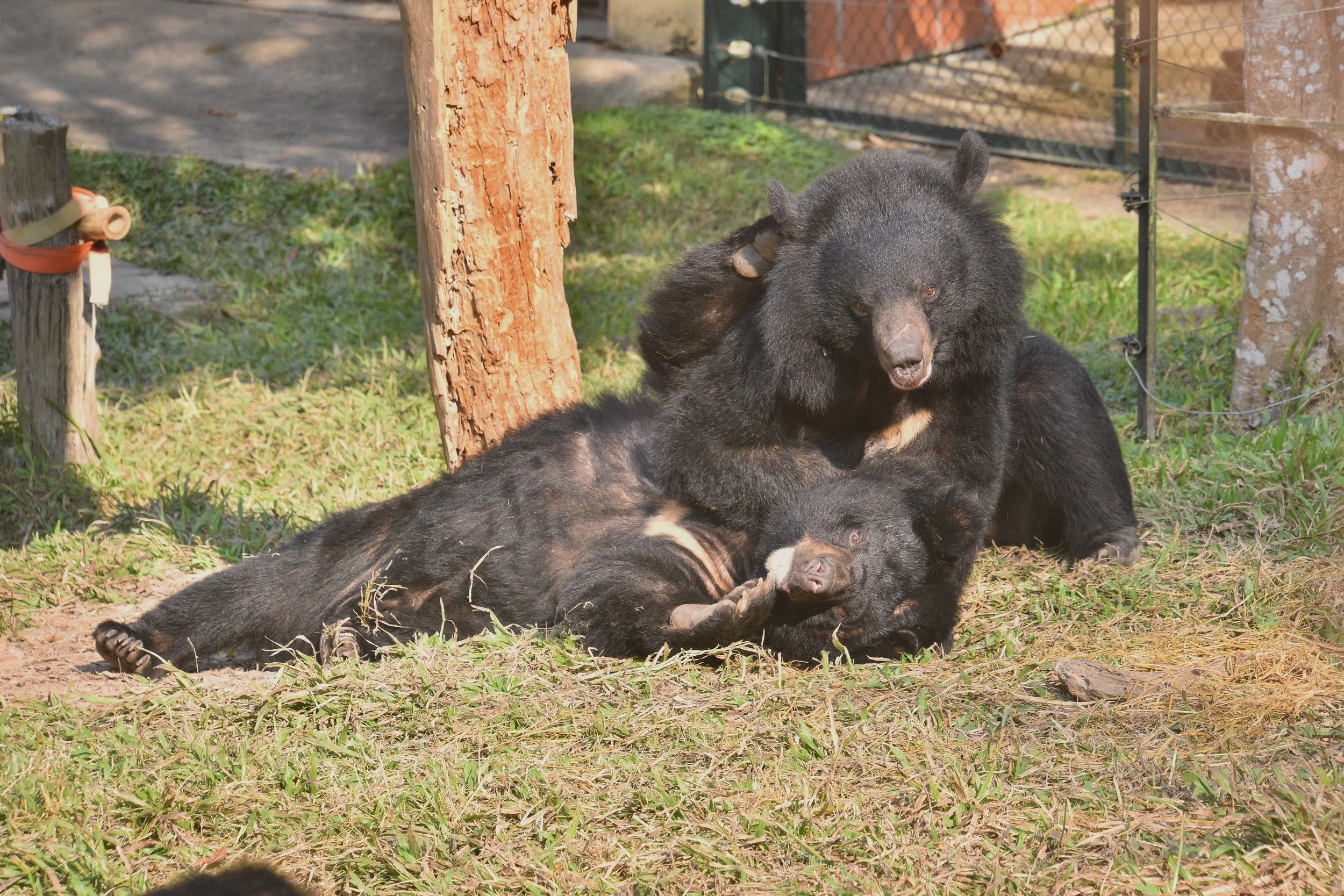 Animal Asia - Adventure World Vietnam Trip - Bears playing.JPG