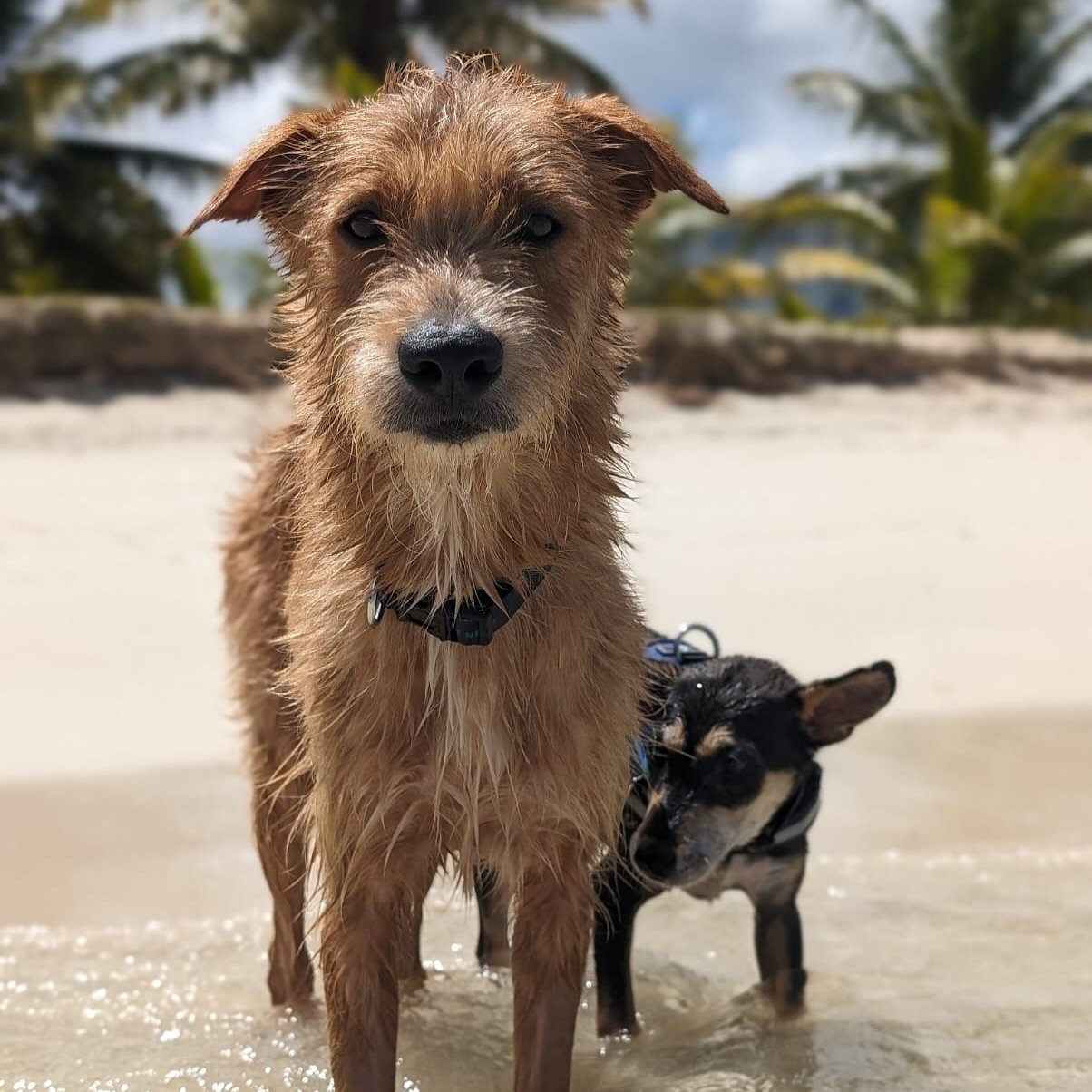 &hearts;️ Mayday for Mutts &hearts;️

At Saipan Humane Society, we LOVE mixed breed dogs - known here as Boonie Dogs. 

What&rsquo;s so special about a boonie?

They are bred by natural selection to be extremely intelligent, loyal, and resilient. And