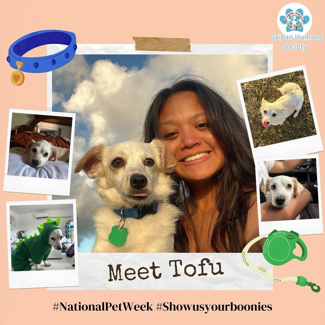 In Celebration of National Pet Week: Meet Tofu 🐶🐾

Hey, it&rsquo;s Jehnifer, and meet my buddy, Tofu! Rescued him from the shelter last October, found on the streets of San Antonio. It was love at first sight for me &ndash; couldn&rsquo;t resist hi