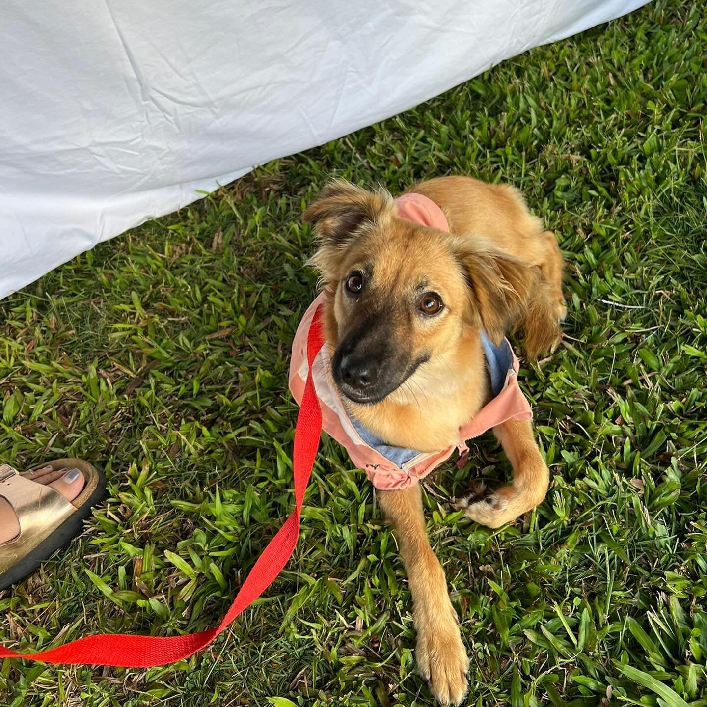 🐾Celebrating National Pet Week: Foxy 🐶🐾

Foxy was originally in the shelter and on euthanasia row, she quickly captured Lauren&rsquo;s heart and was the sweetest clinic volunteer after a mouth full of stolen croissant.

Now she lives with her owne